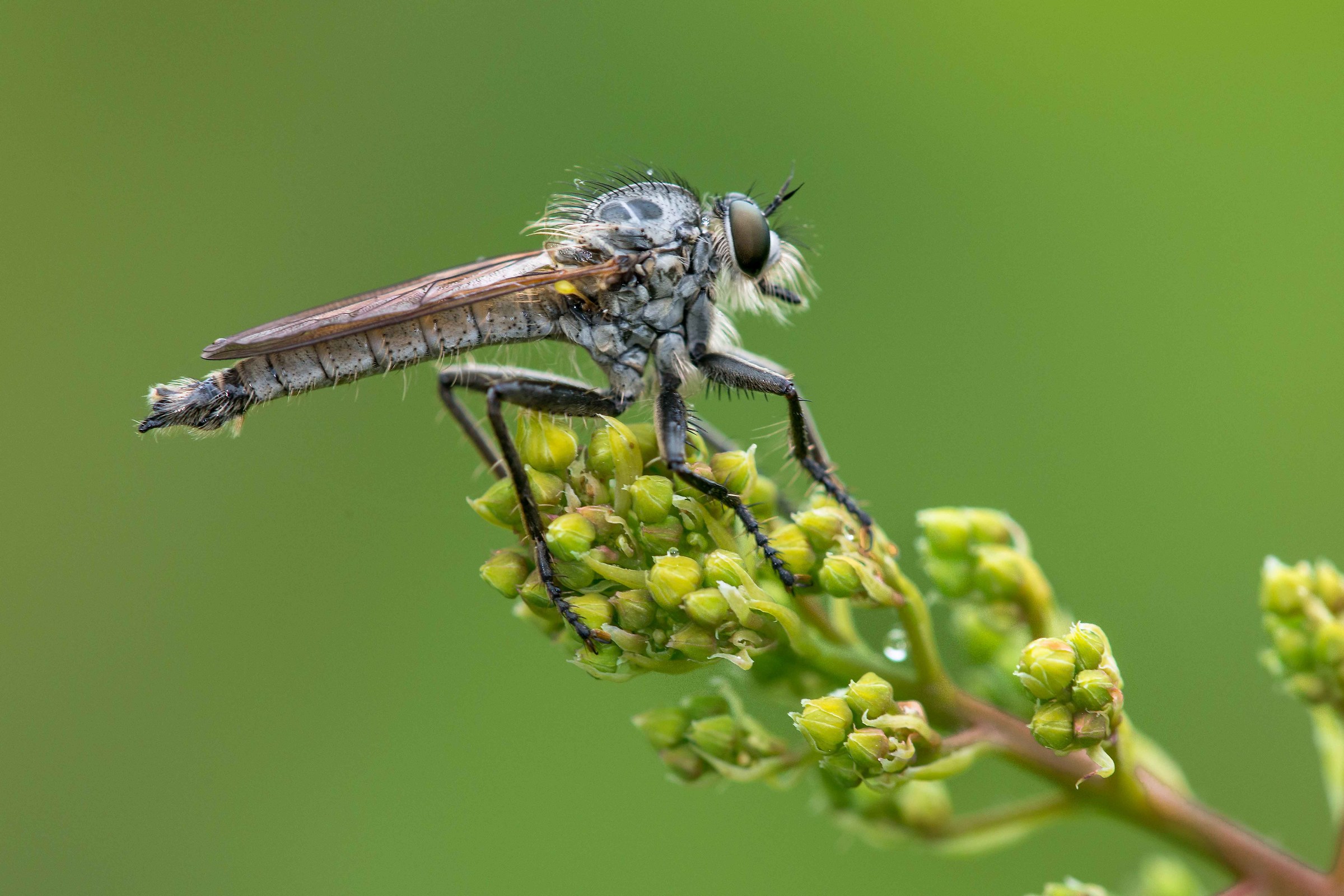mosca predatrice (asilidae)