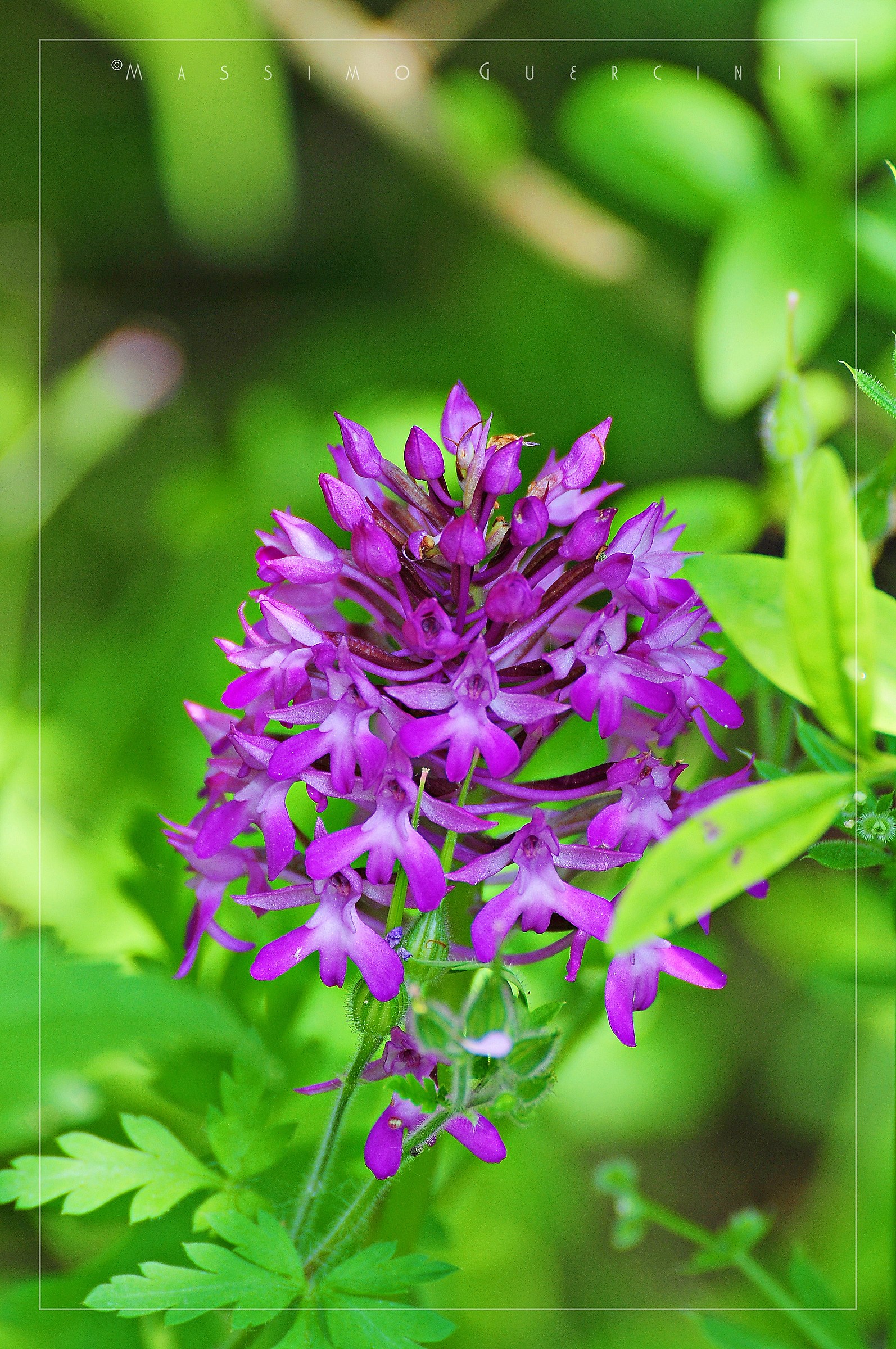 Anacamptis pyramidalis - Orchidea piramidale