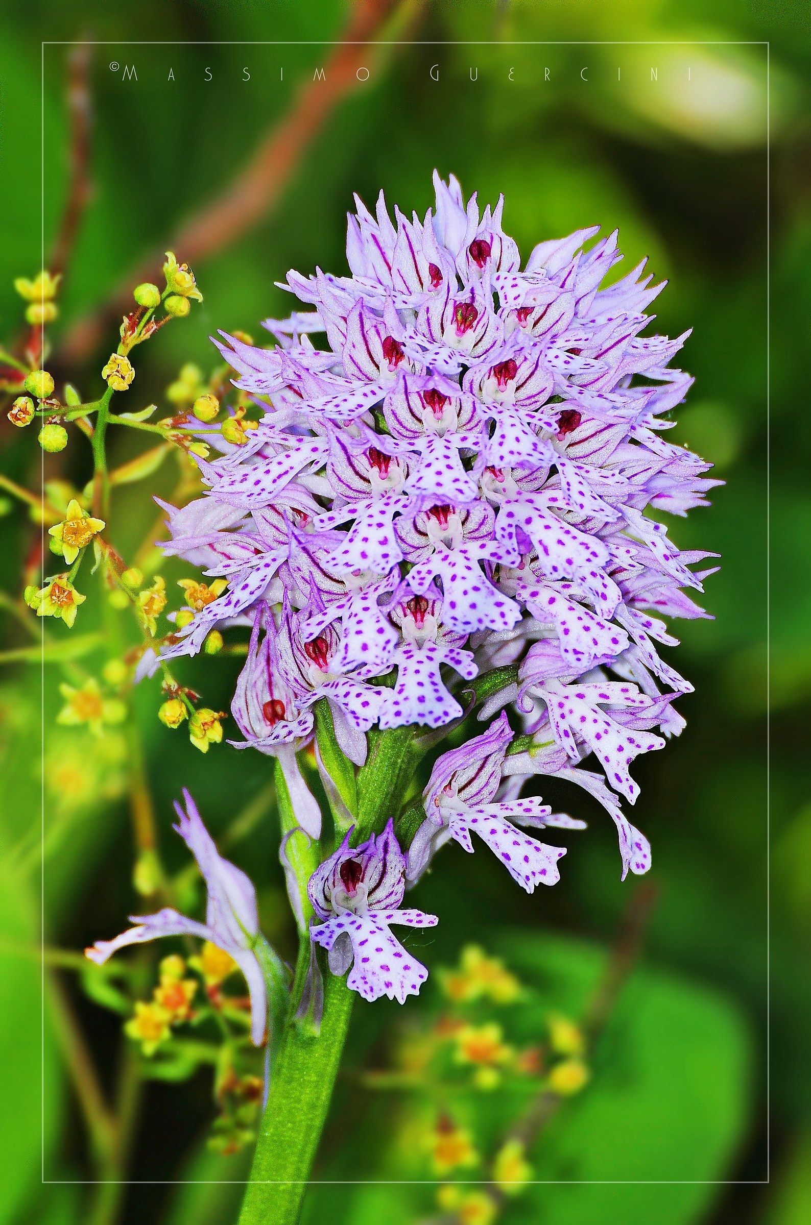 Neotinea tridentata - Orchidea tridentata