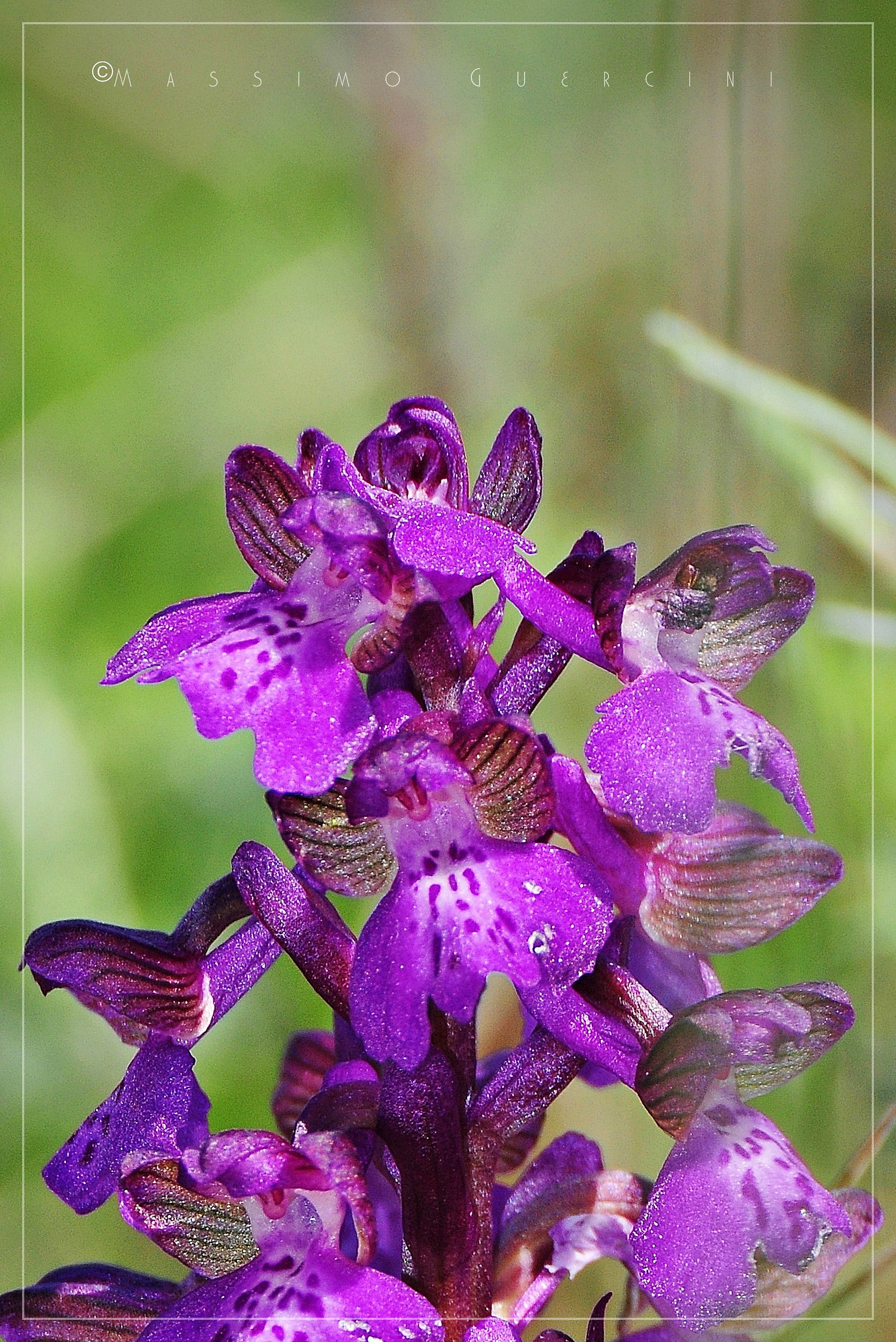 Anacamptis morio  - Orchidea minore