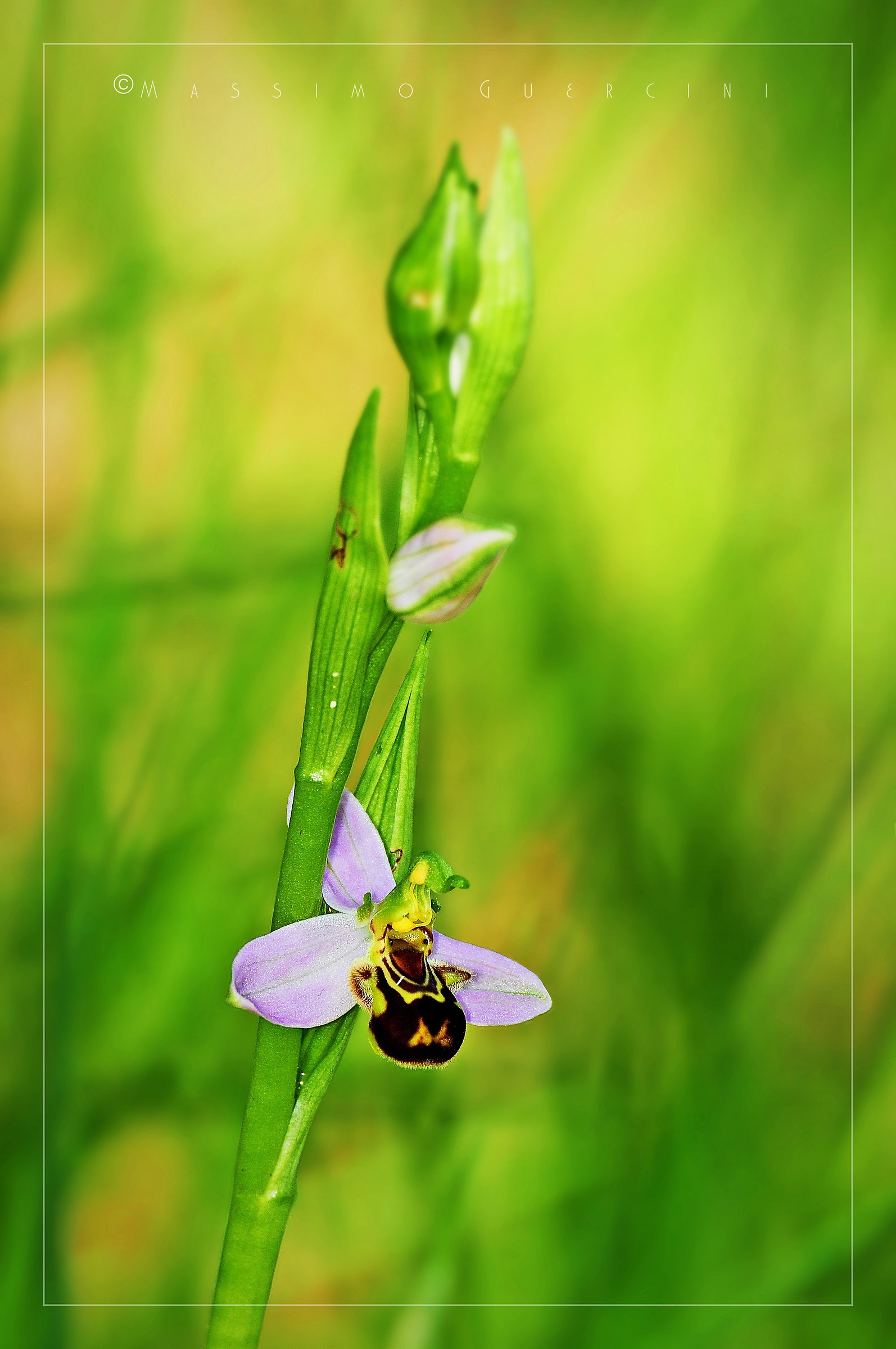 Ophrys apifera - Vesparia