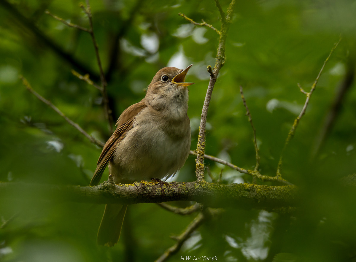 Chi canta tra le foglie?