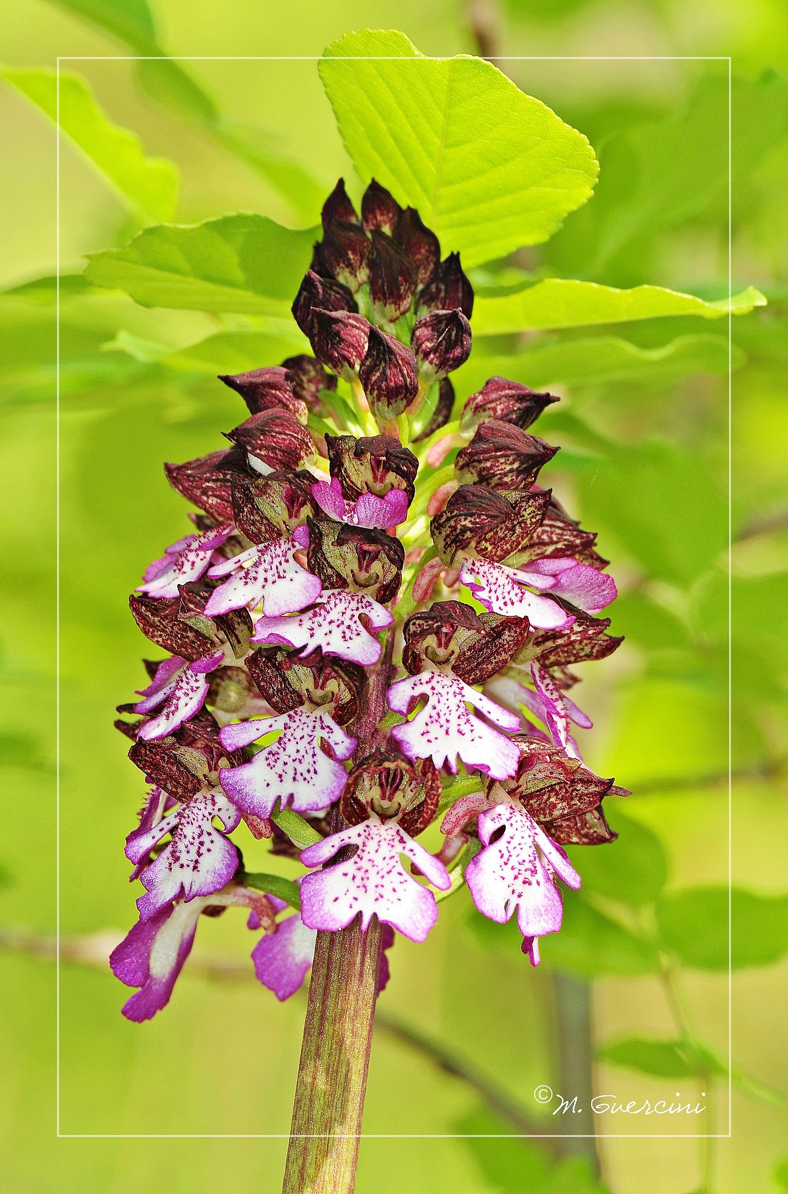 Orchis purpurea - Orchidea maggiore