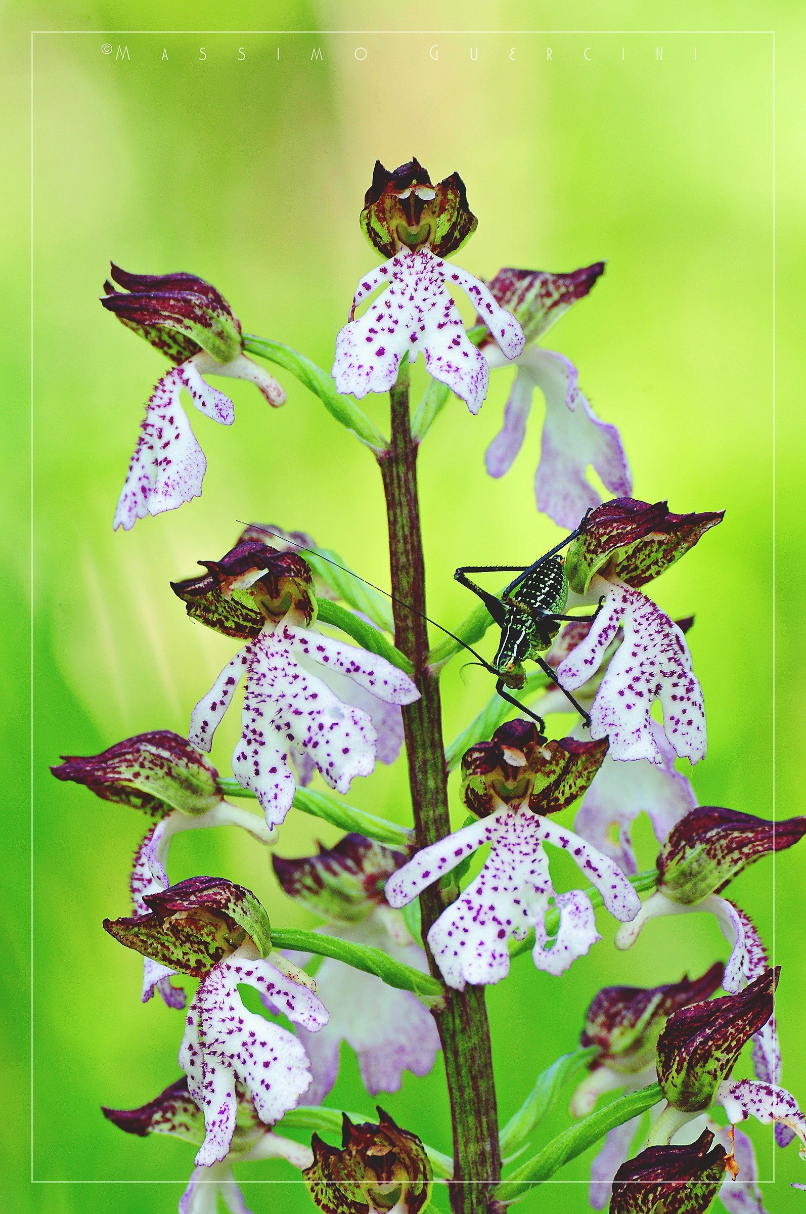 "L'intruso" - Orchis purpurea