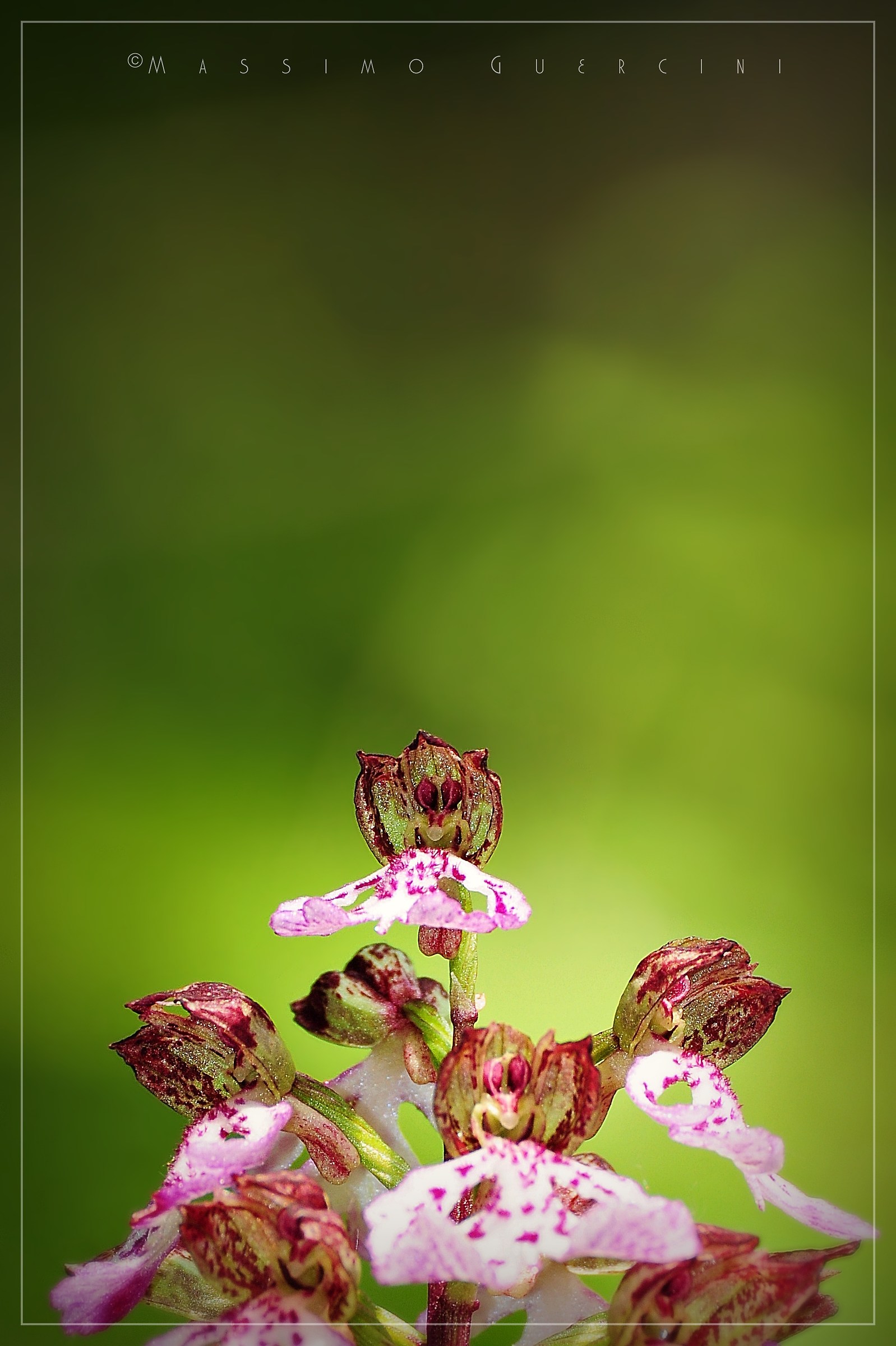 "Giocosa danza" - Orchis purpurea