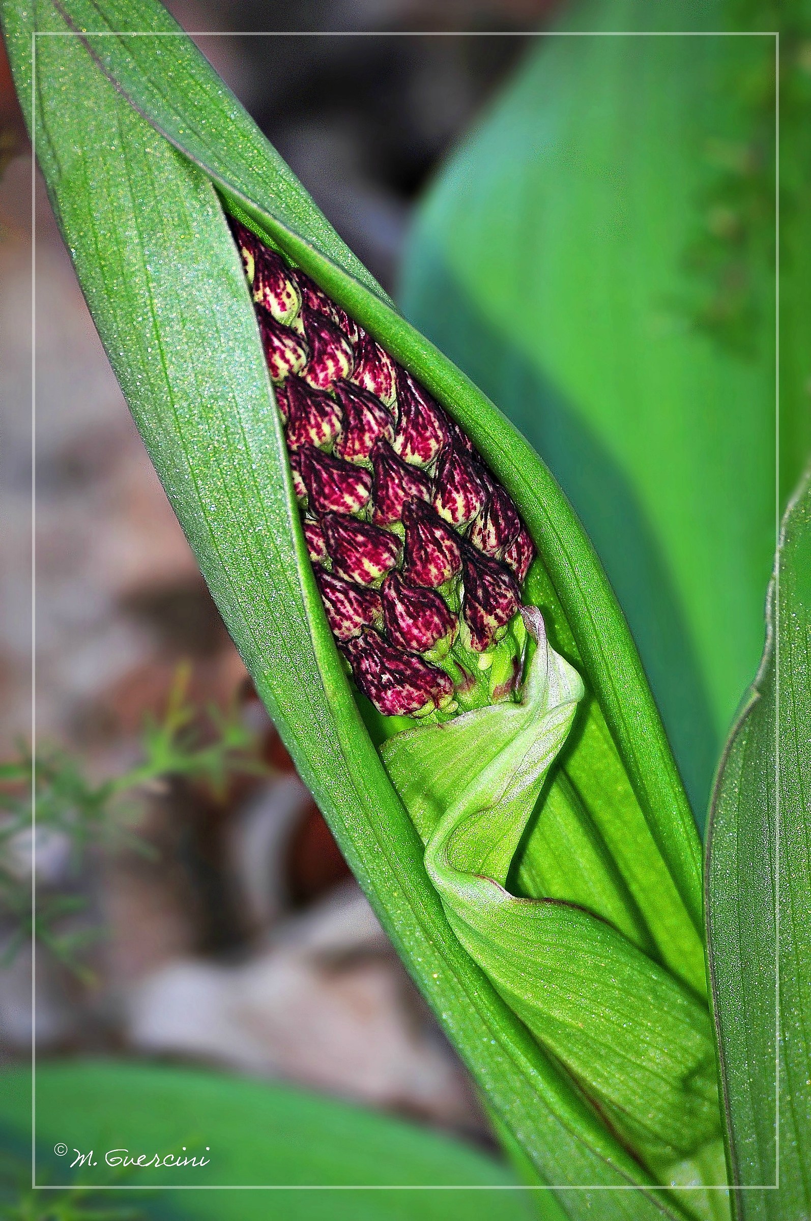 Inizio di fioritura di Orchis purpurea