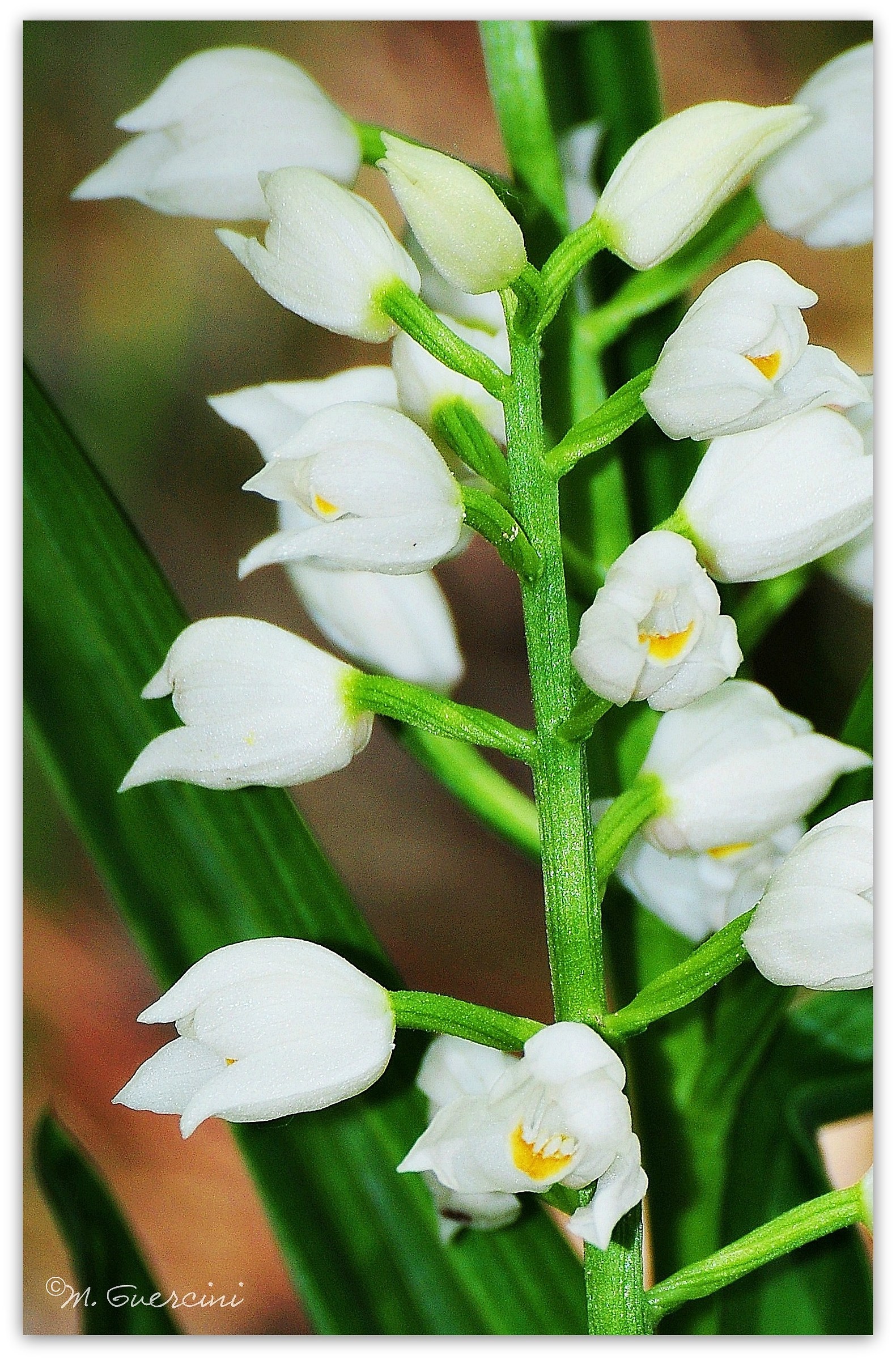 Cephalanthera longifolia - Cefalantera maggiore