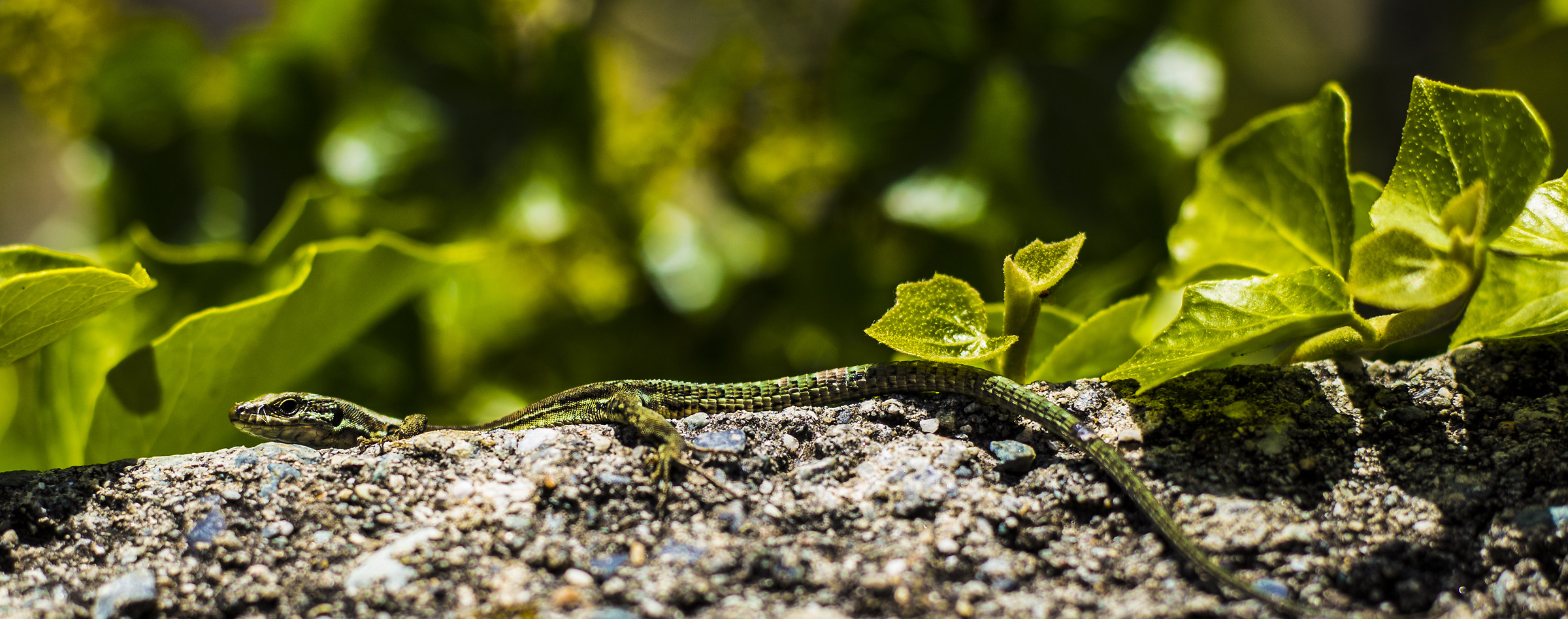 Lizard Minelli at Forte di Bard