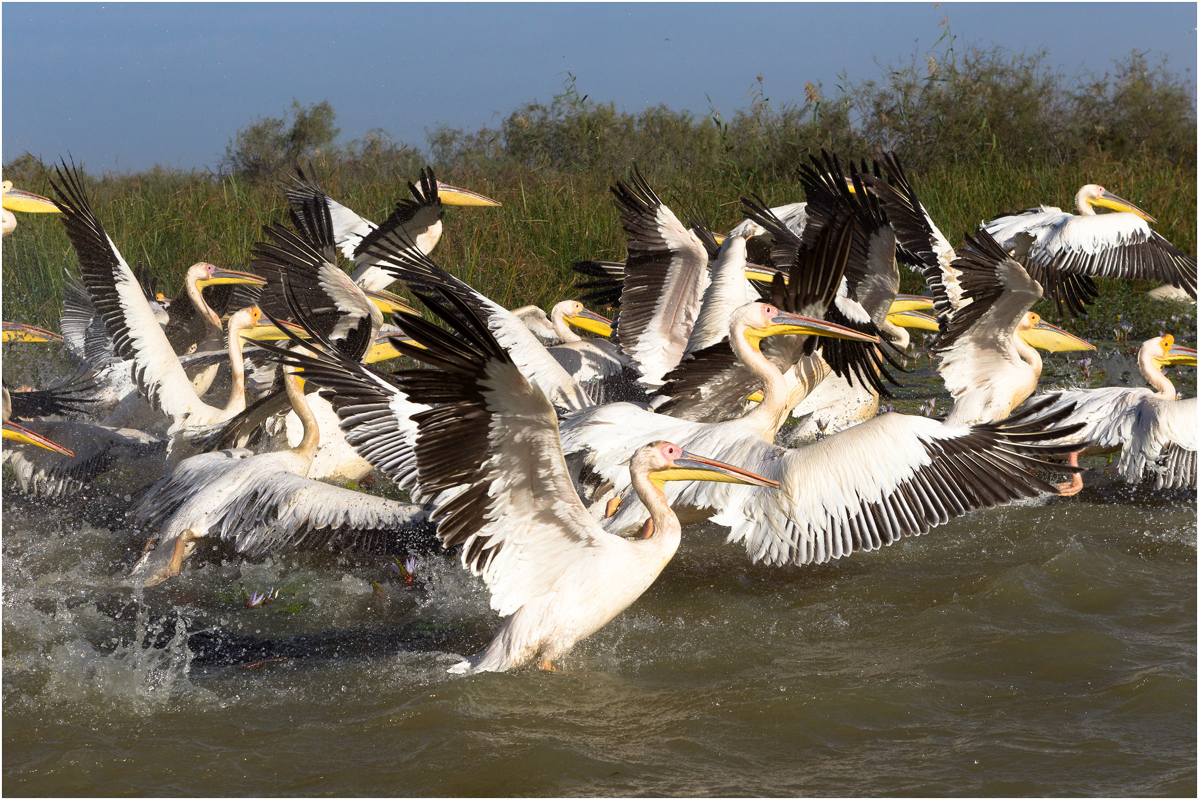 In the midst of the pelicans of Senegal