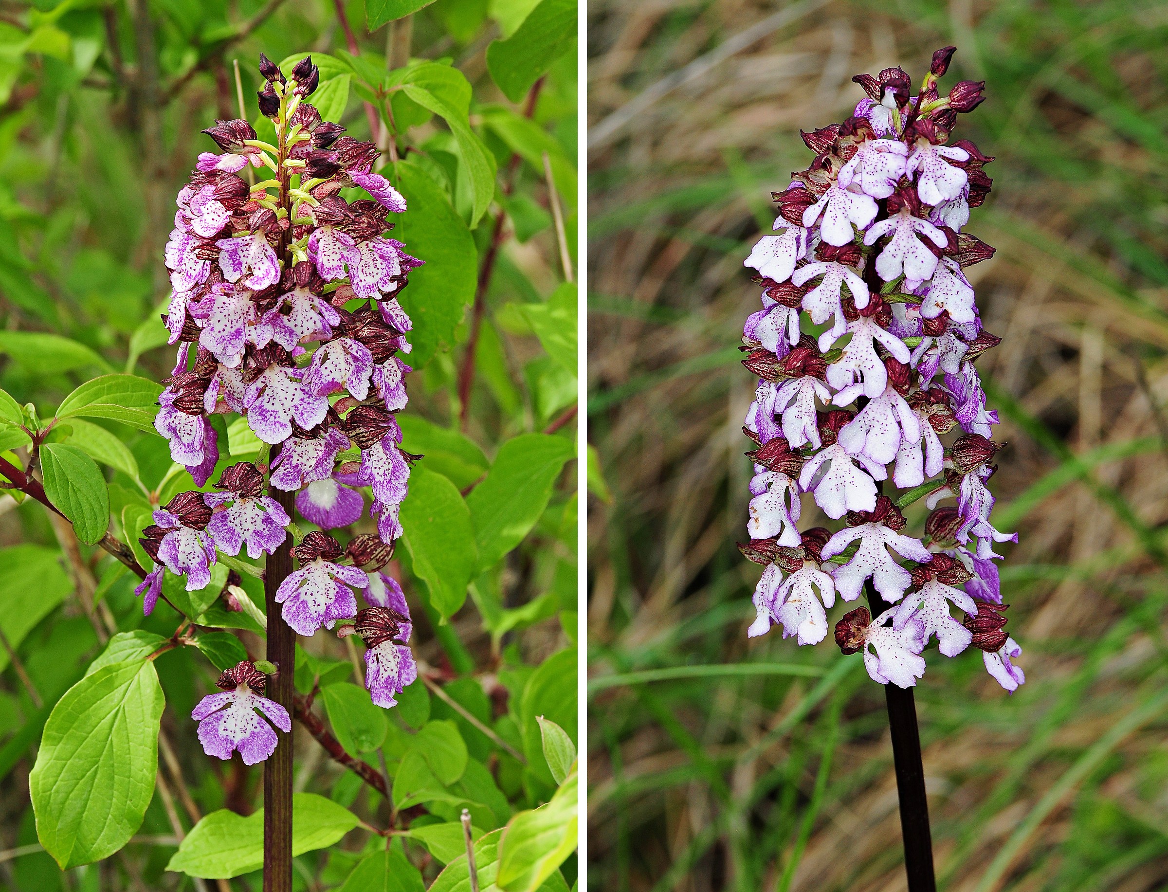 Variazione colori di Orchis purpurea