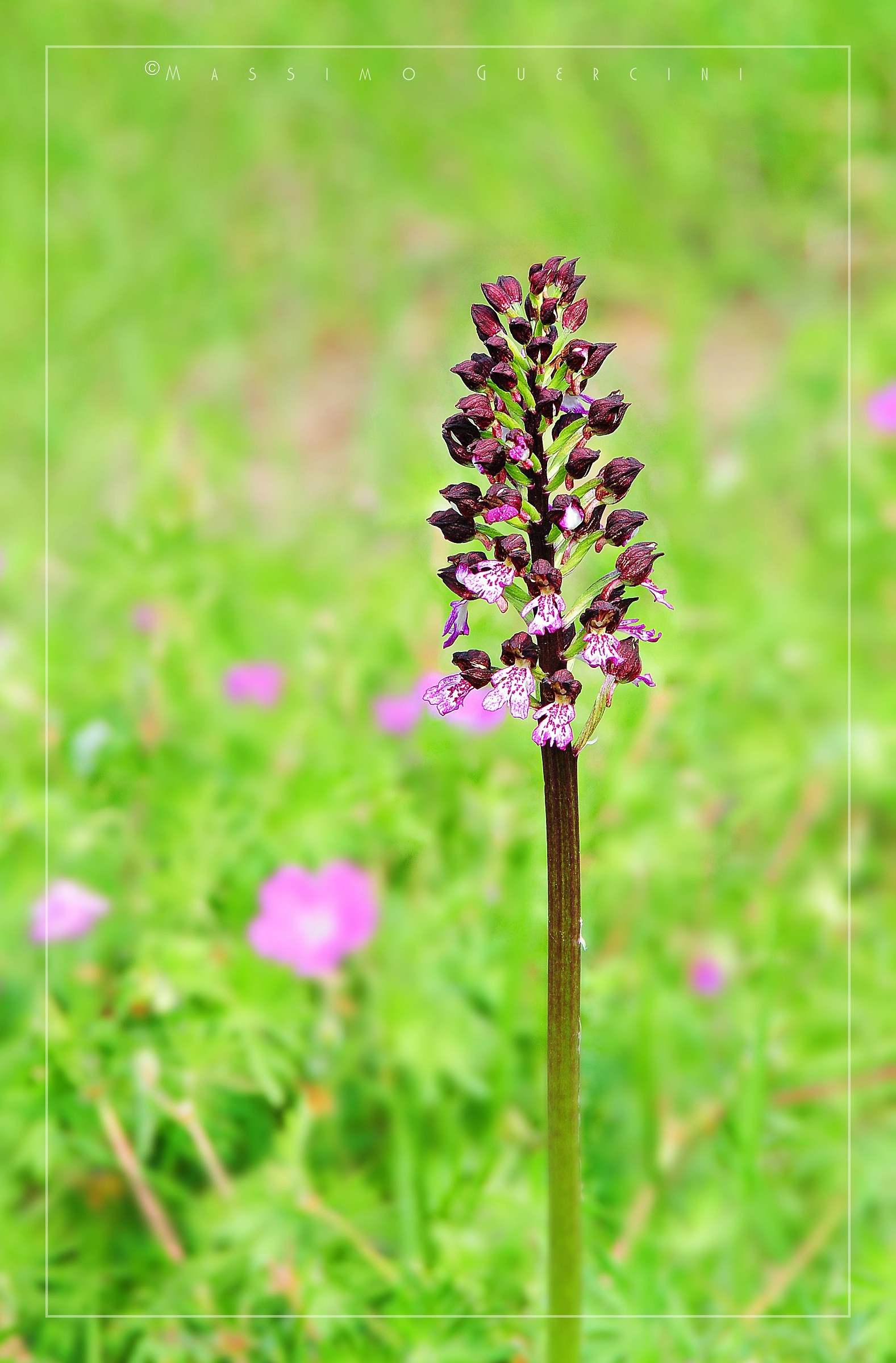 Orchis purpurea