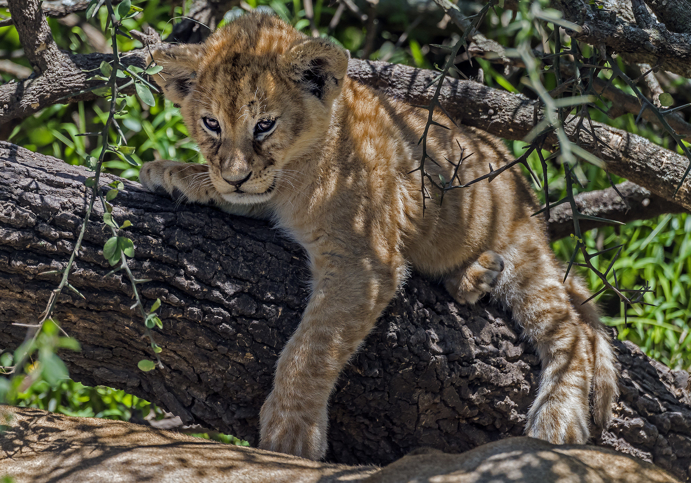 Tanzania 2017 - Sul ramo