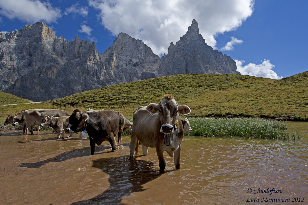 A tu per tu sotto le Pale di San Martino