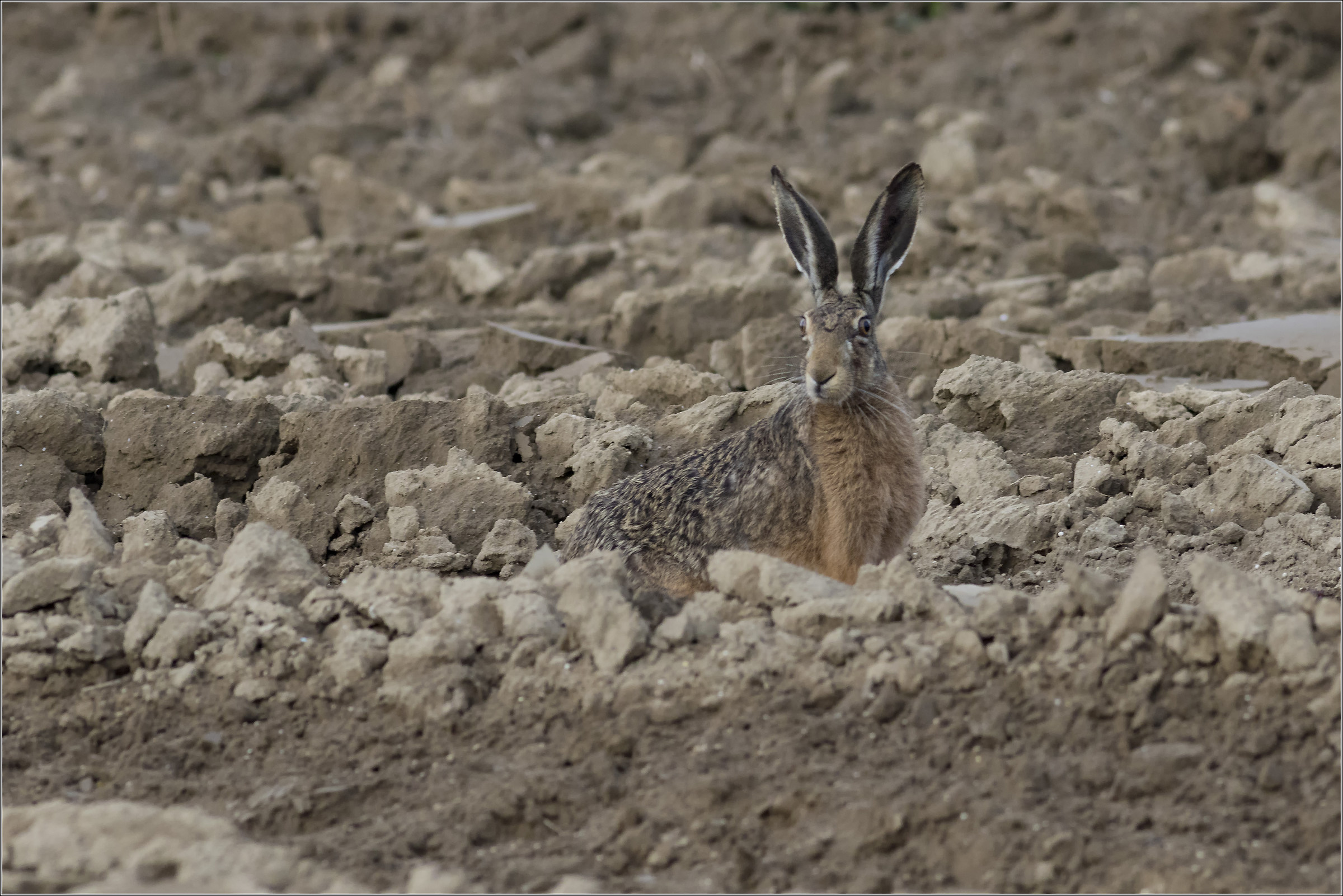 Hare on the alert
