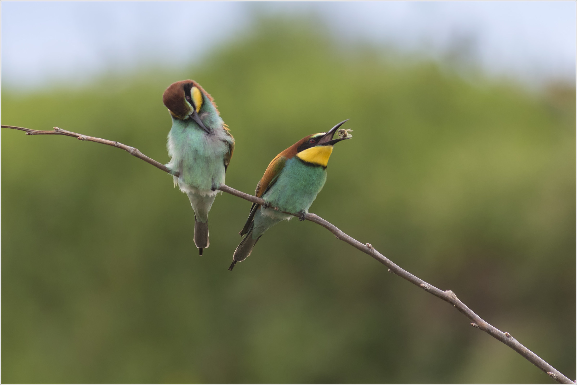 bee-eater with bee
