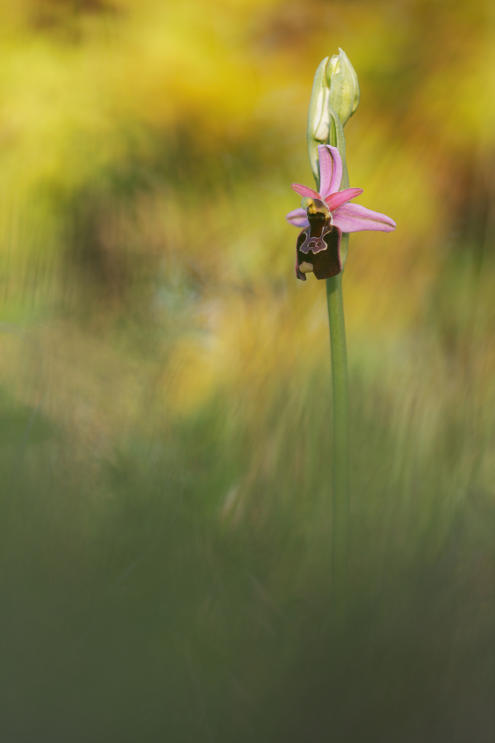 Ophrys appennina x Ophris bertolonii subsp. benacensis