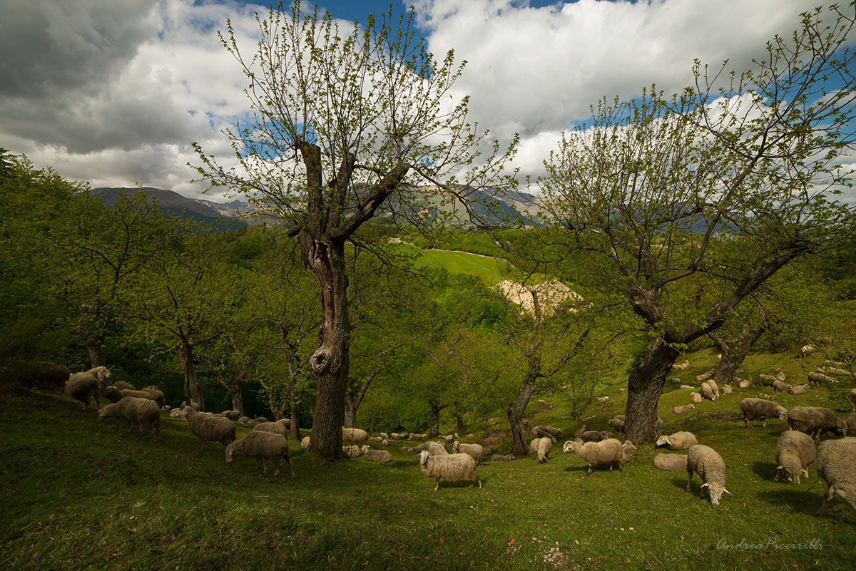 Formaggio al gusto di castagno