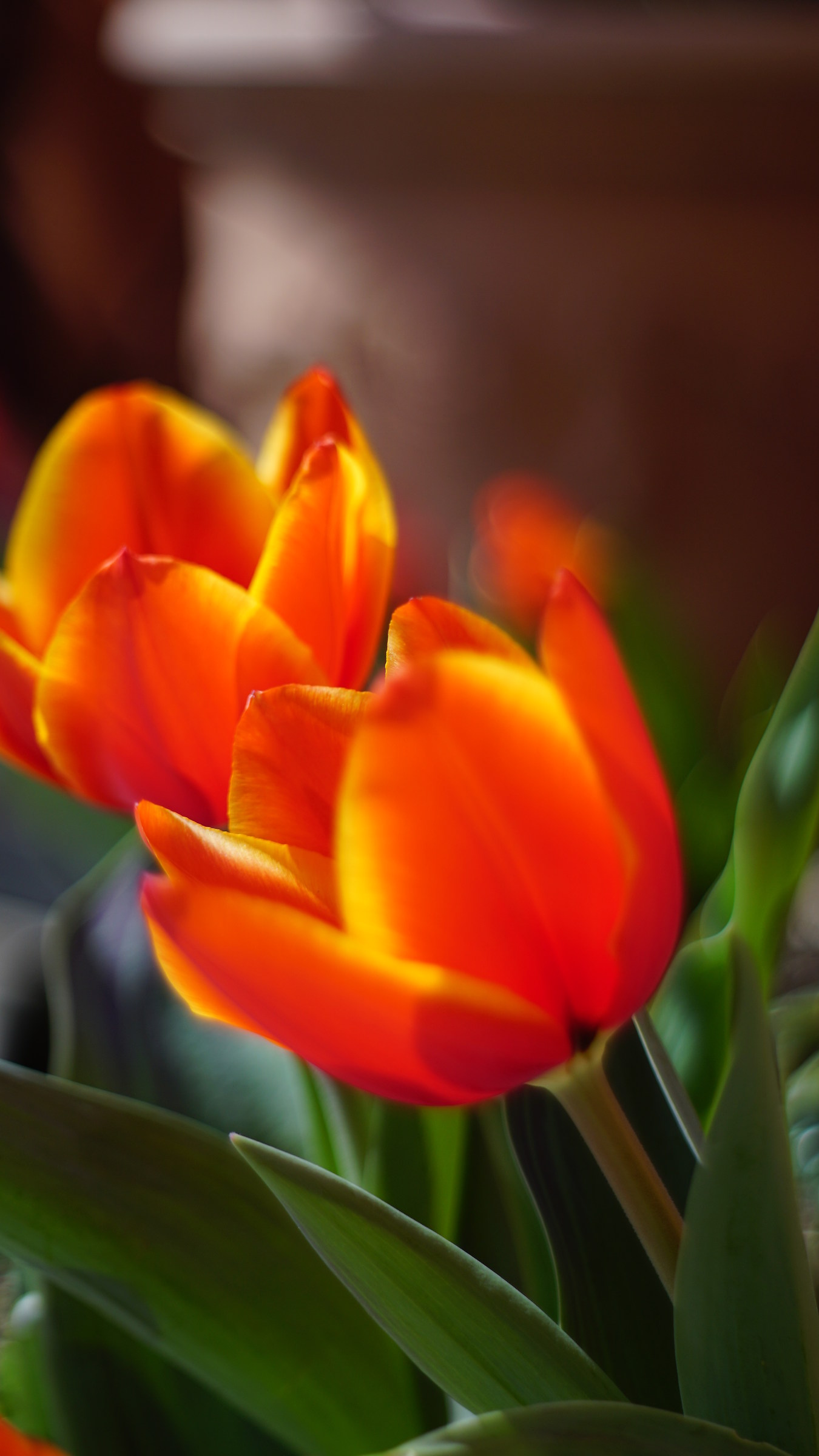 tulips
