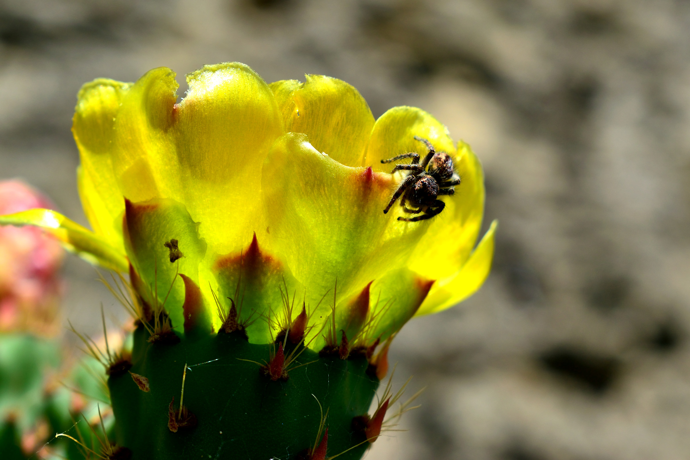 Fiore del Cactus con ragno