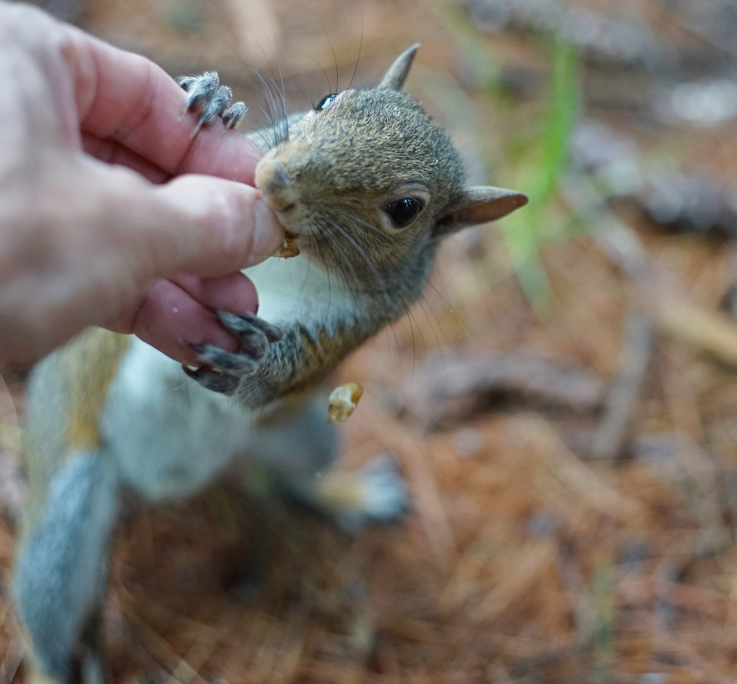 And spring the bone ..... emh .. the walnut.