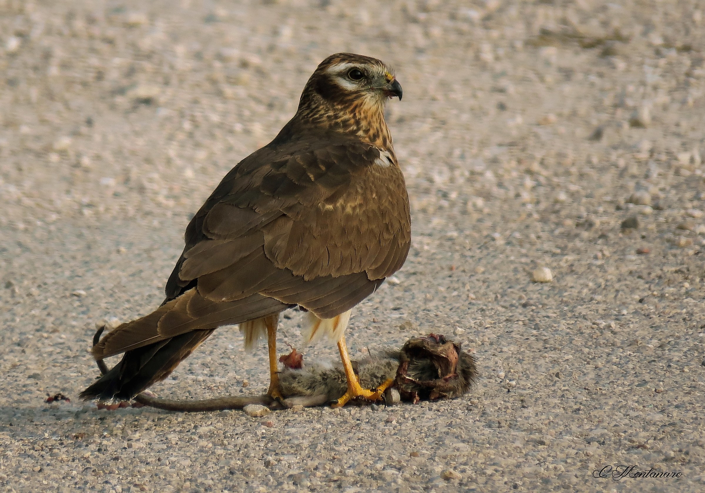 Albanella minore &female; con preda
