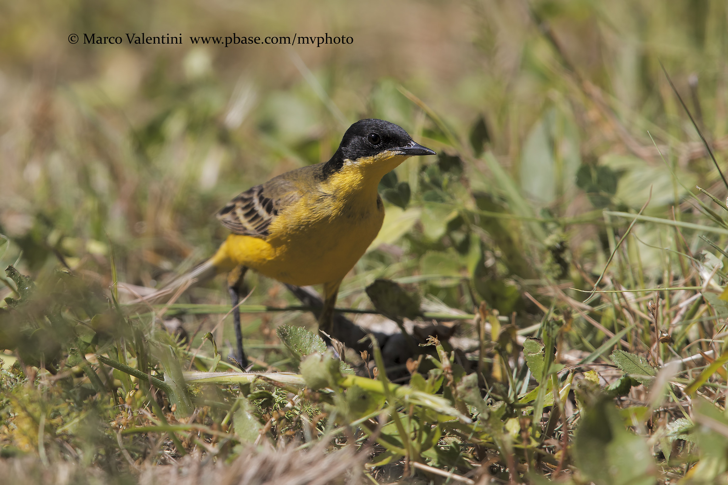 Cutrettola, subspecies feldeg