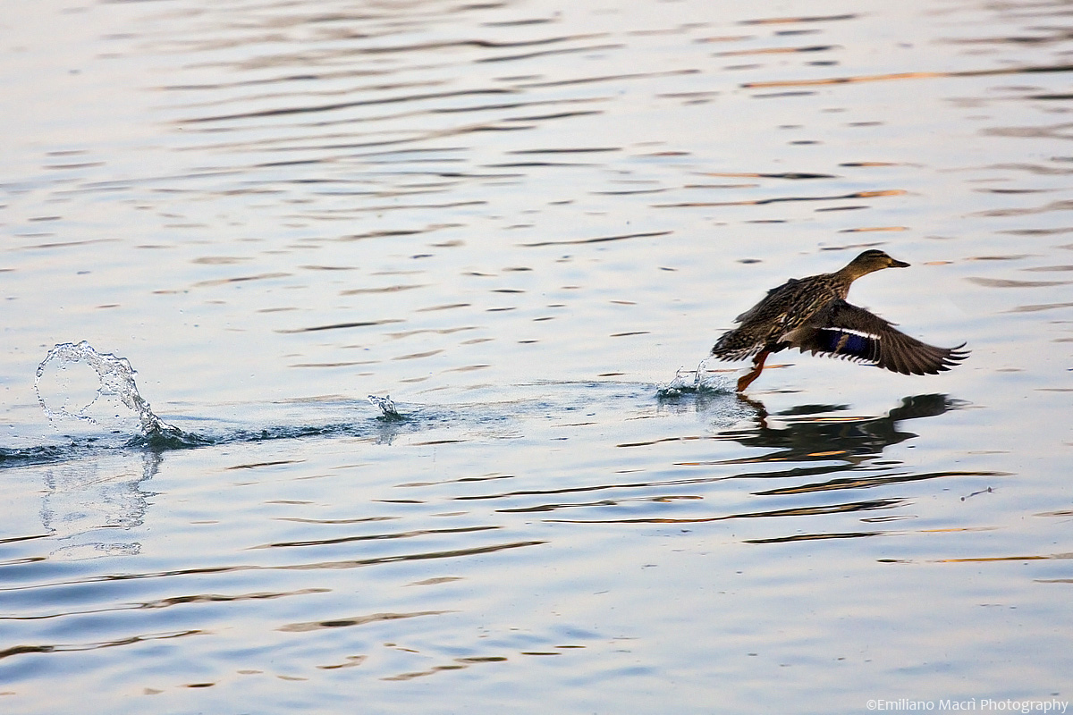 The ride on the water of germano