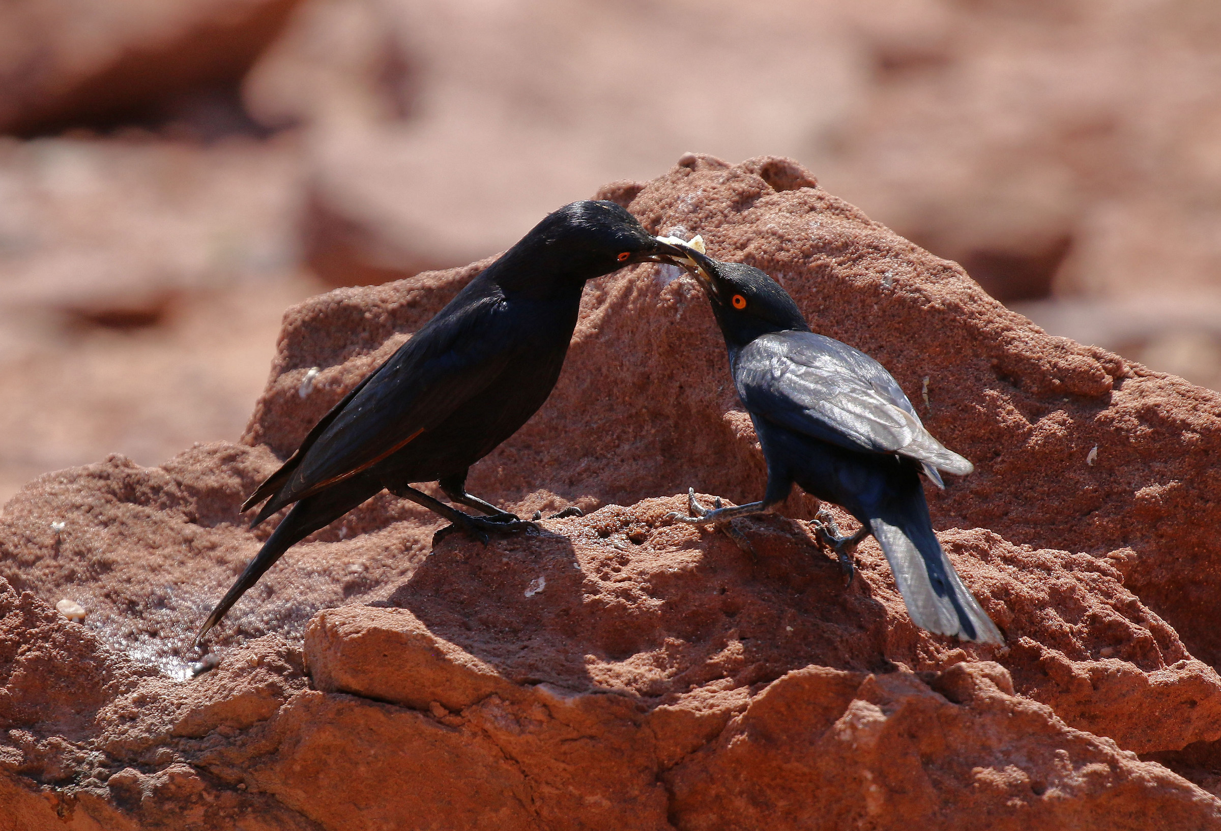 Drongo swallowtail with grown-pullo