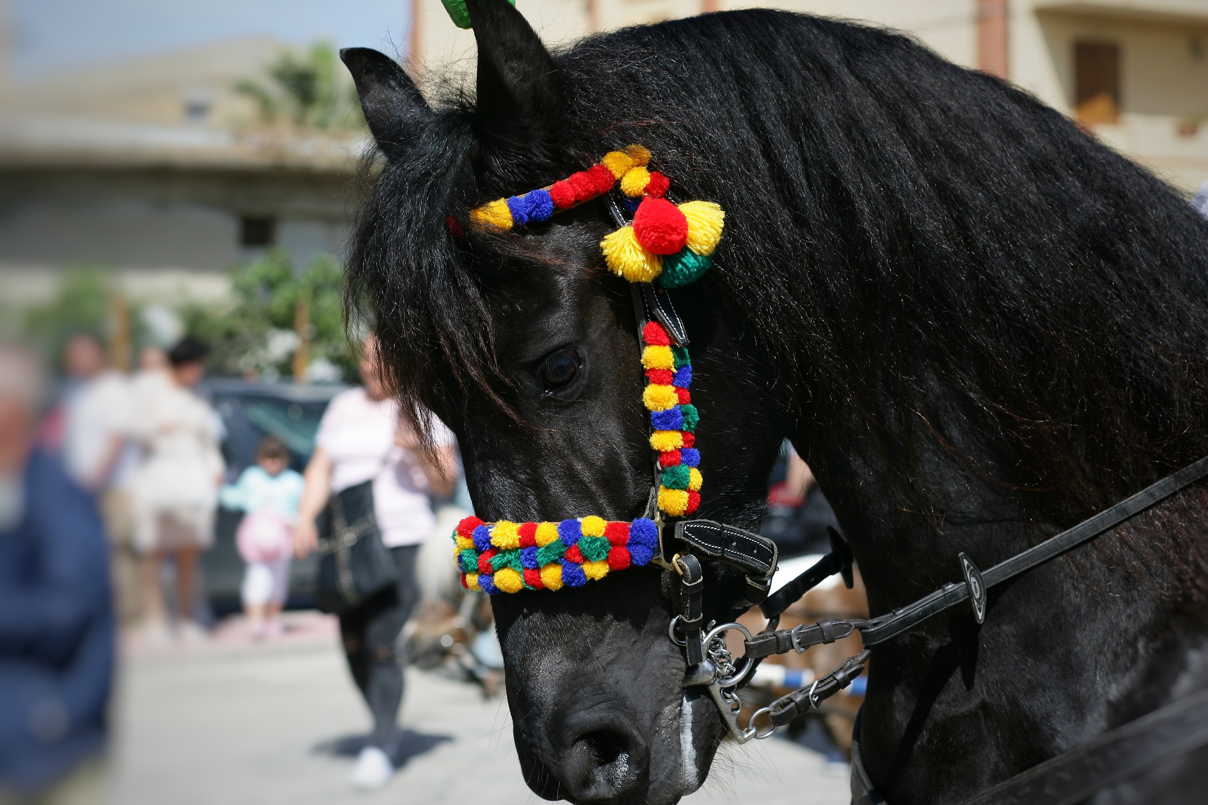 Mules parade