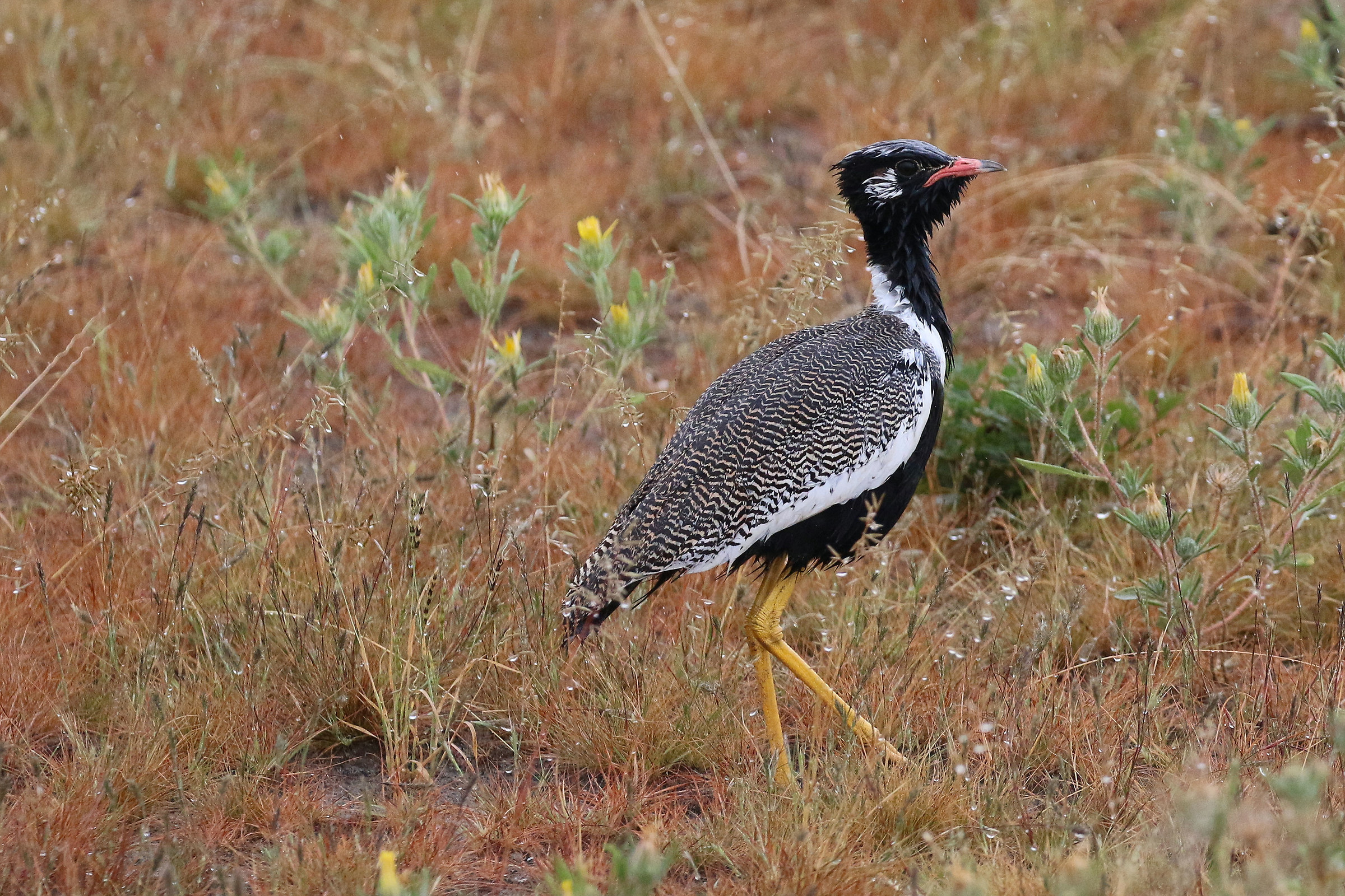 Northern Black Bustard