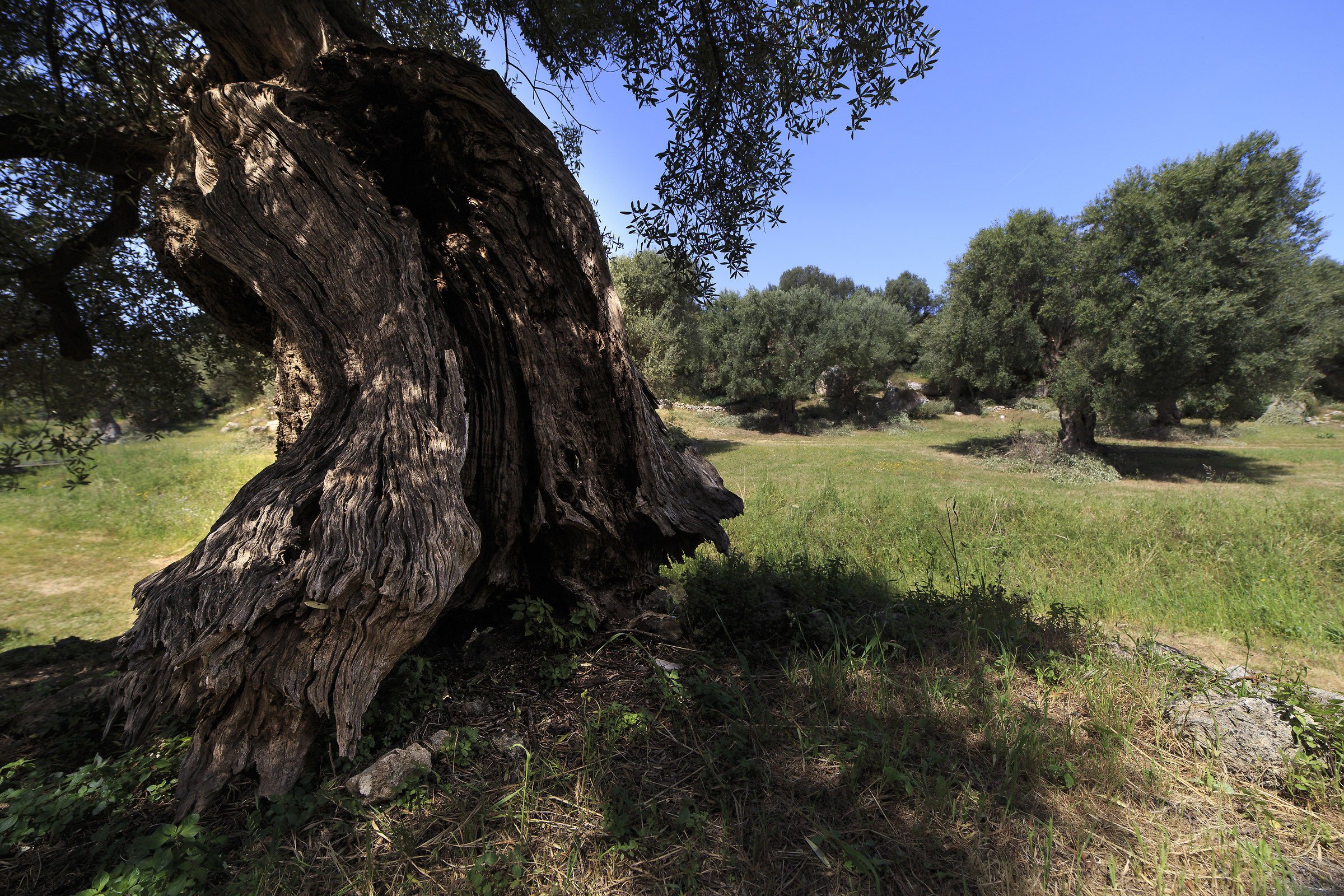 At the Lama d'Antico park