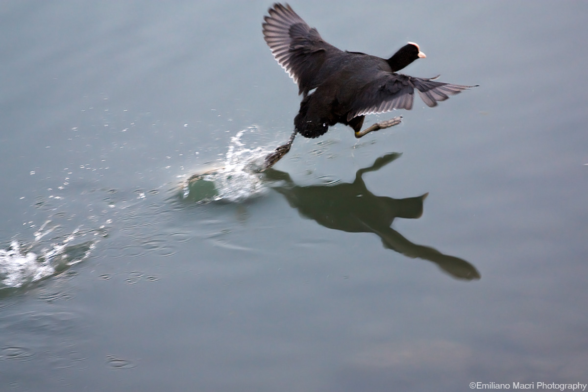 Coot on course