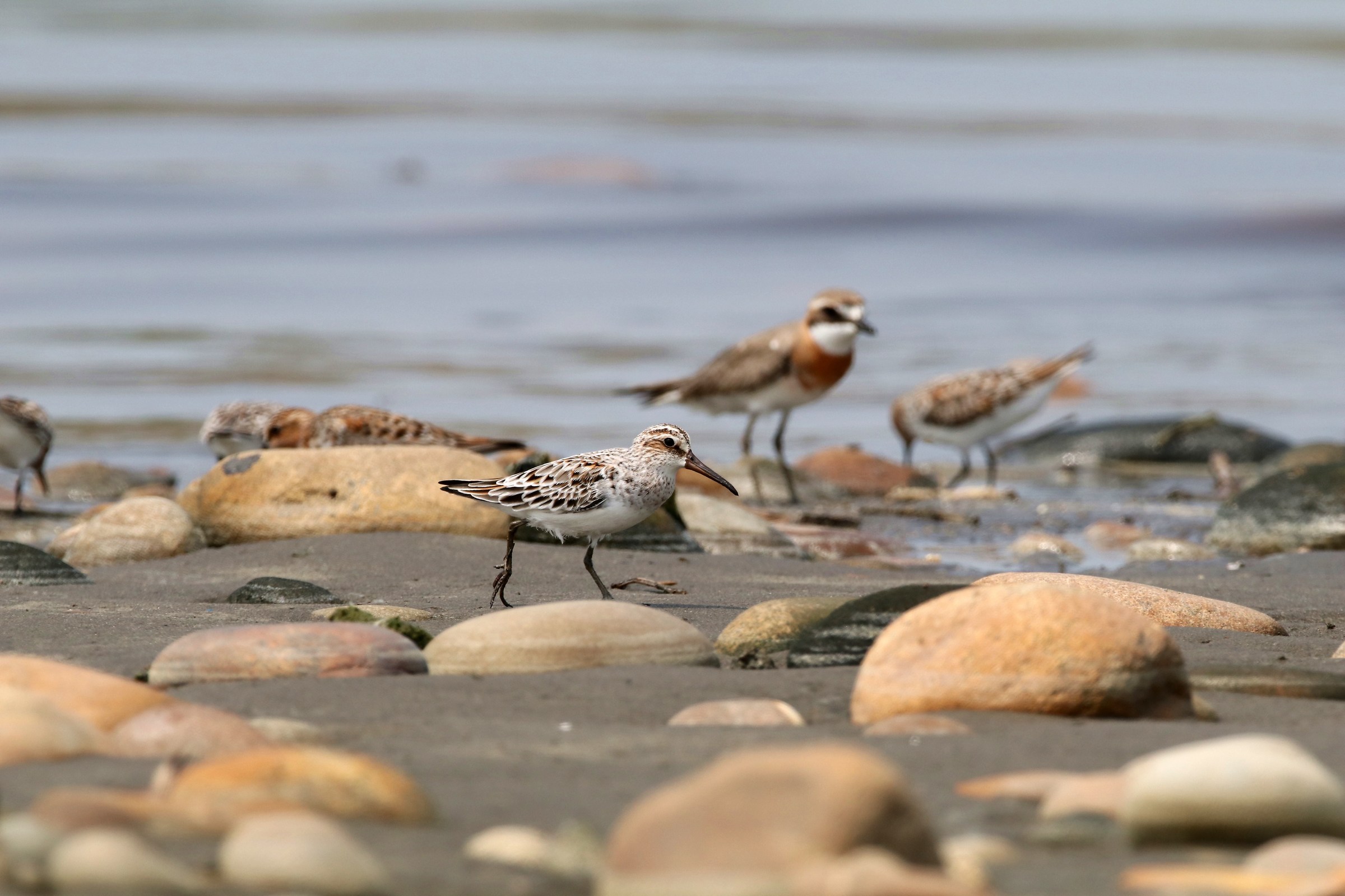 Broad-billed Sandpiper