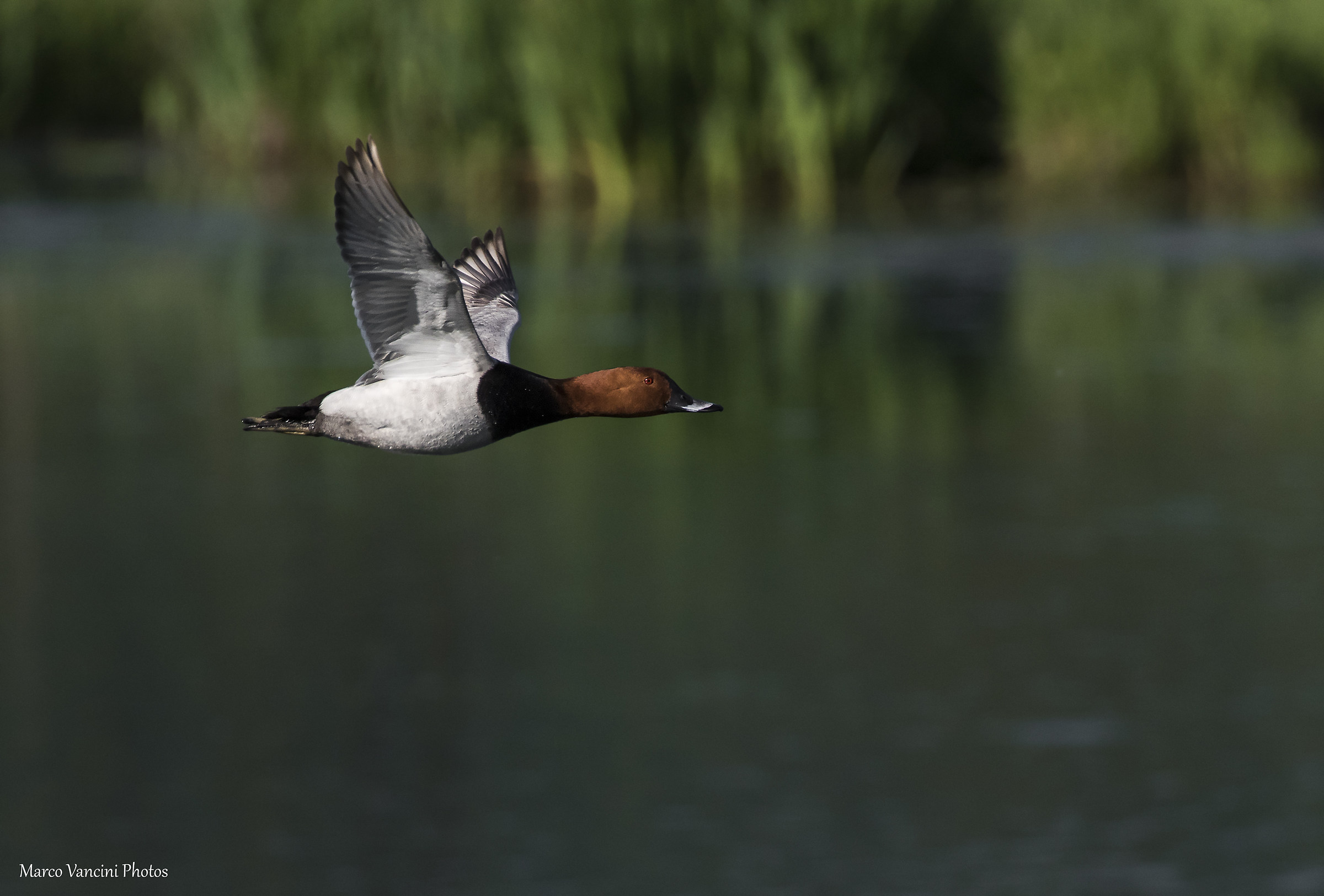 Pochard in flight