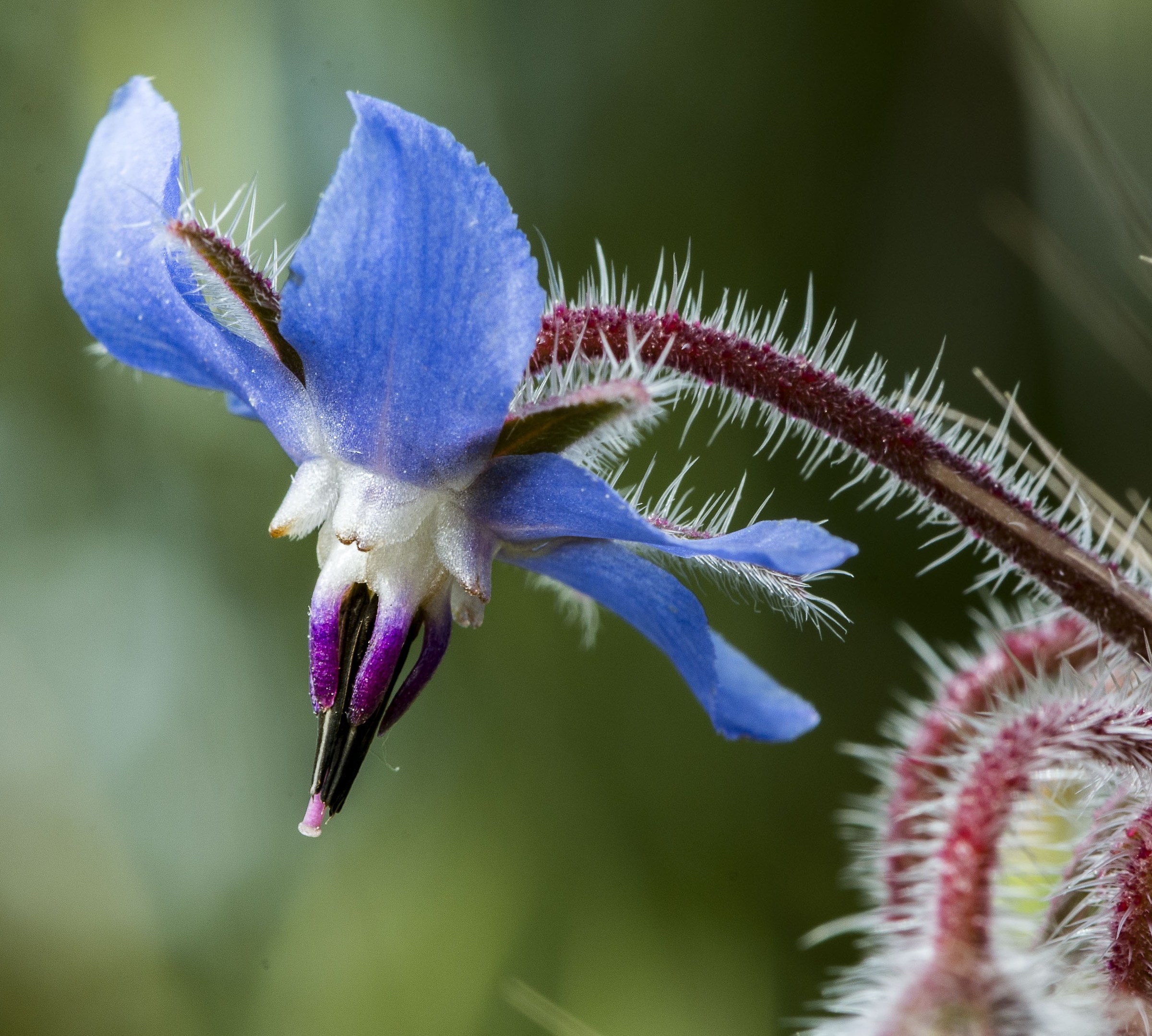 Borage (Borrago officinalis)