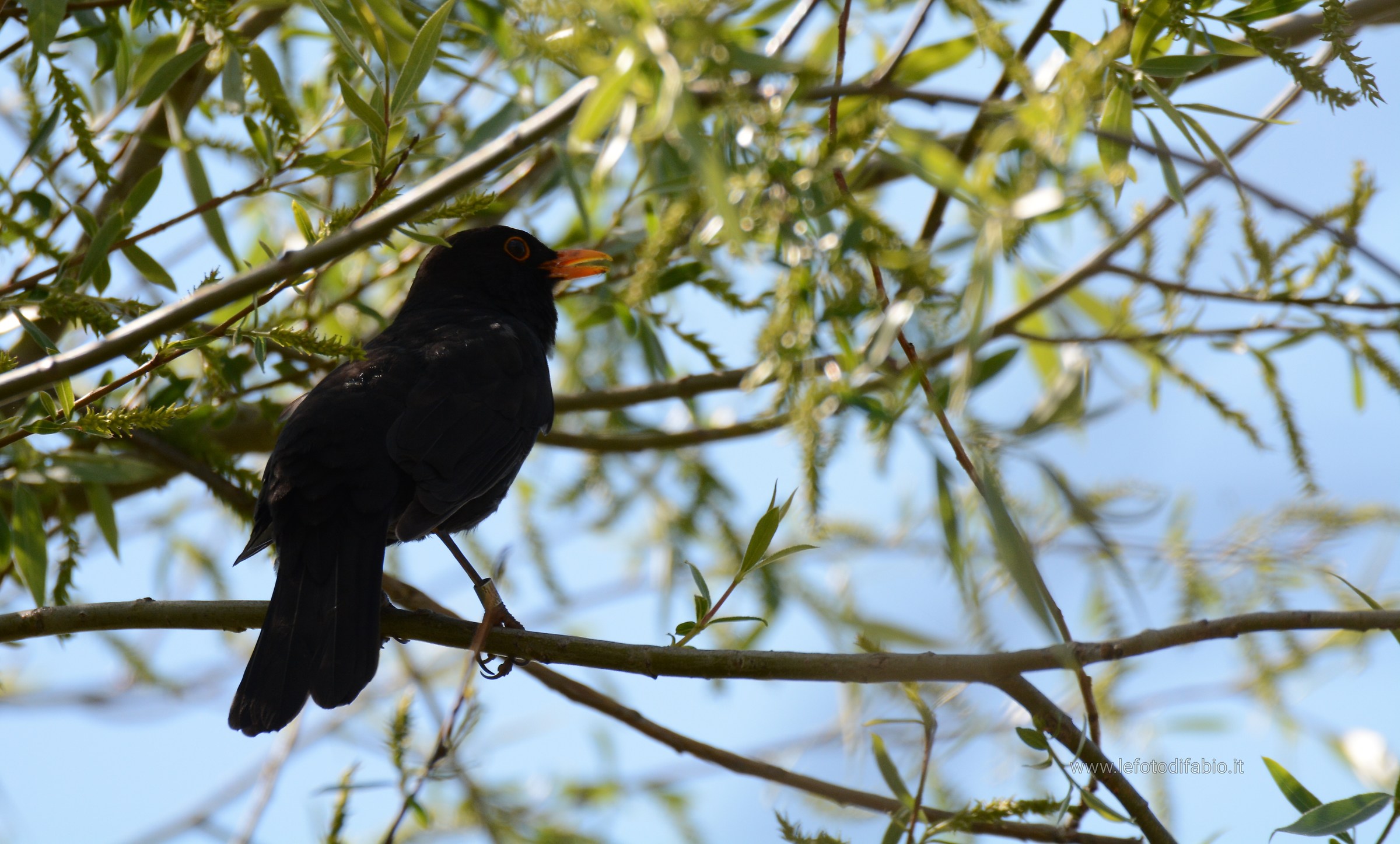 Blackbird