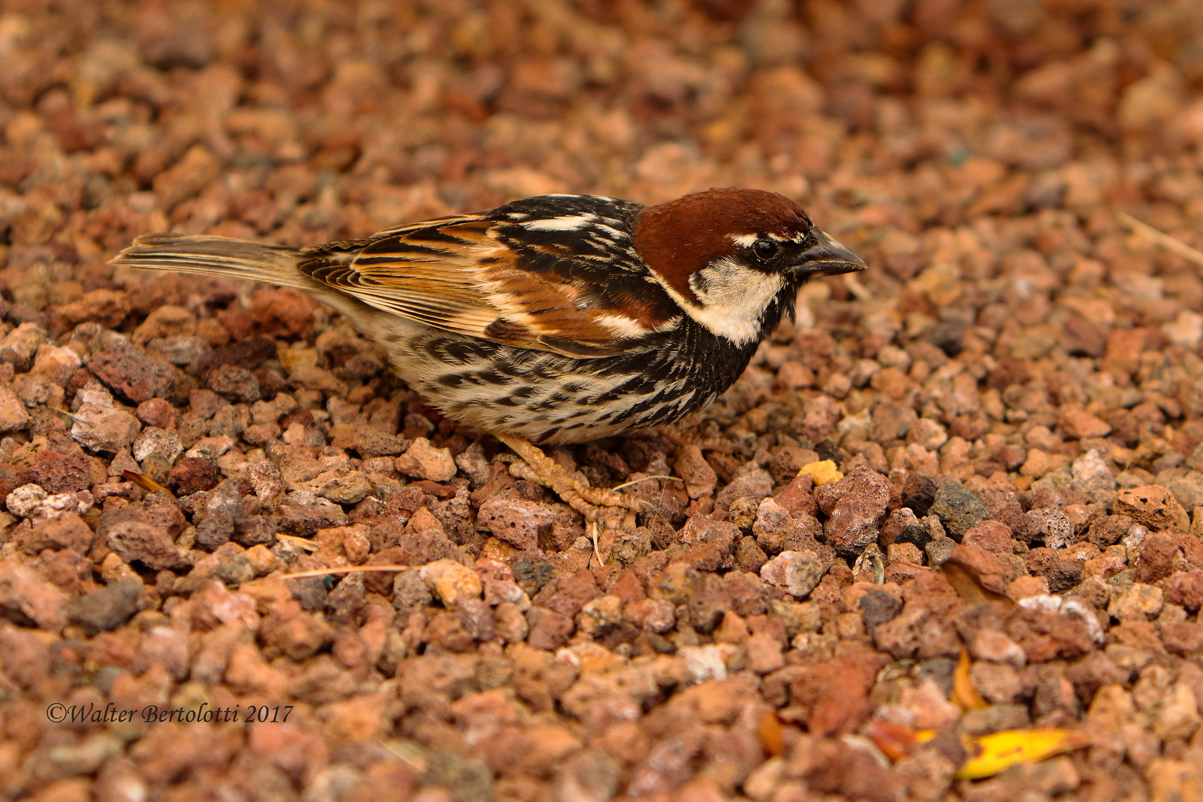 Passer hispaniolensis