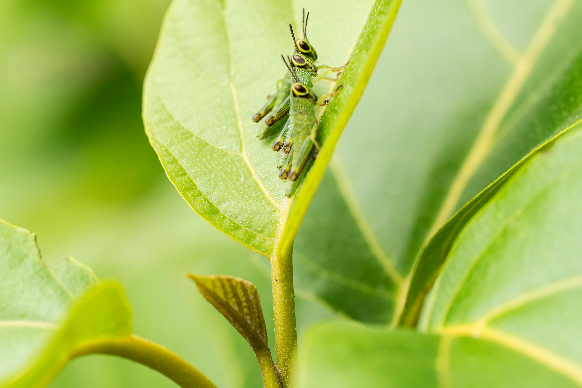 Three friends in the sun