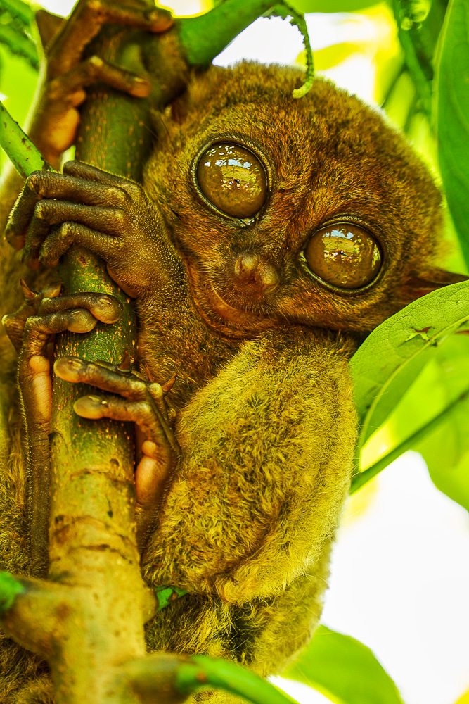 Tarsier