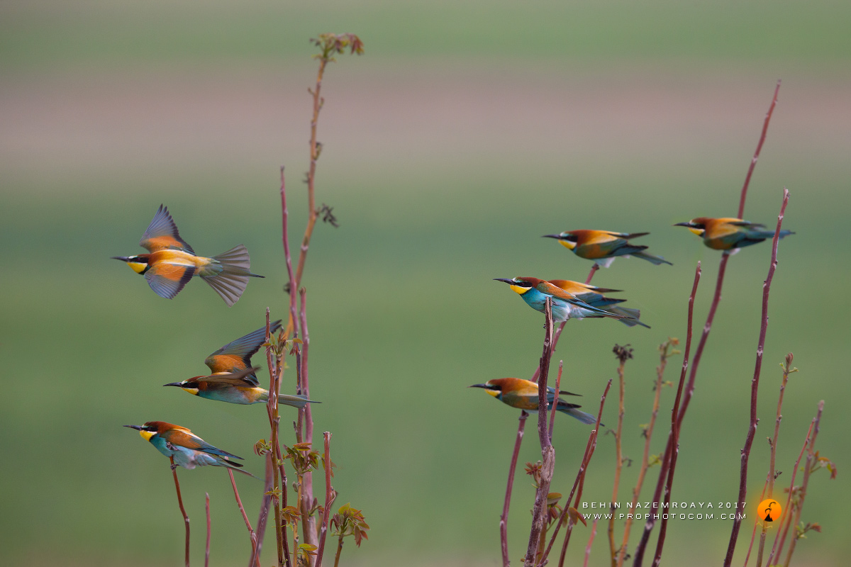 Bee-eaters' army