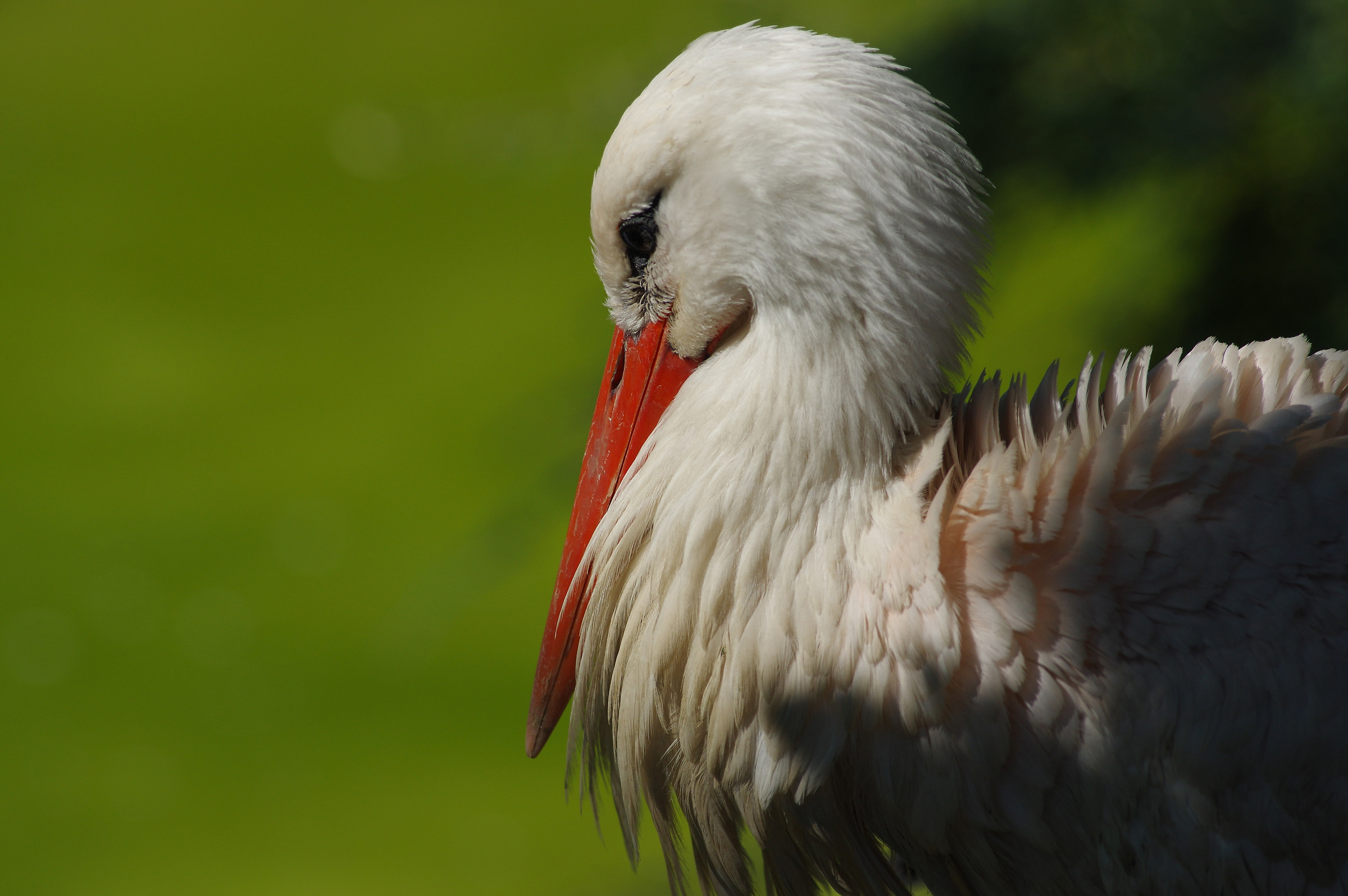 The White Stork