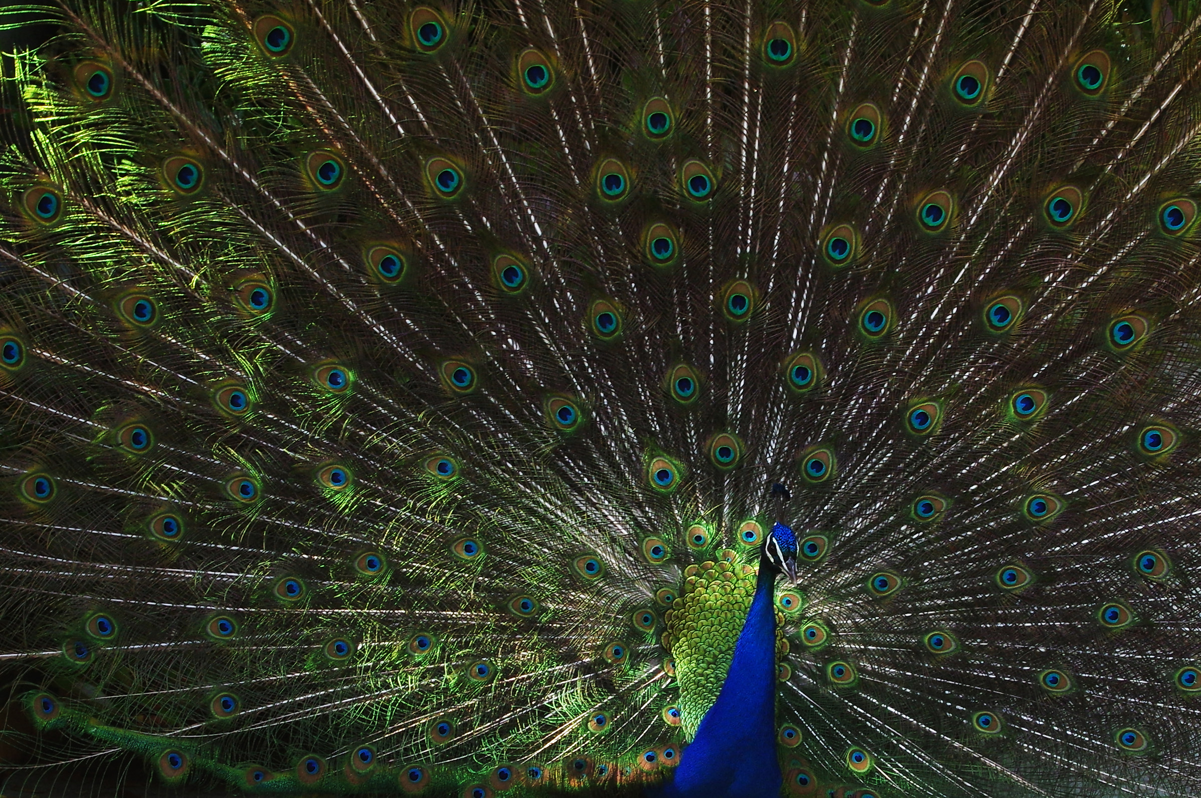 Peacock