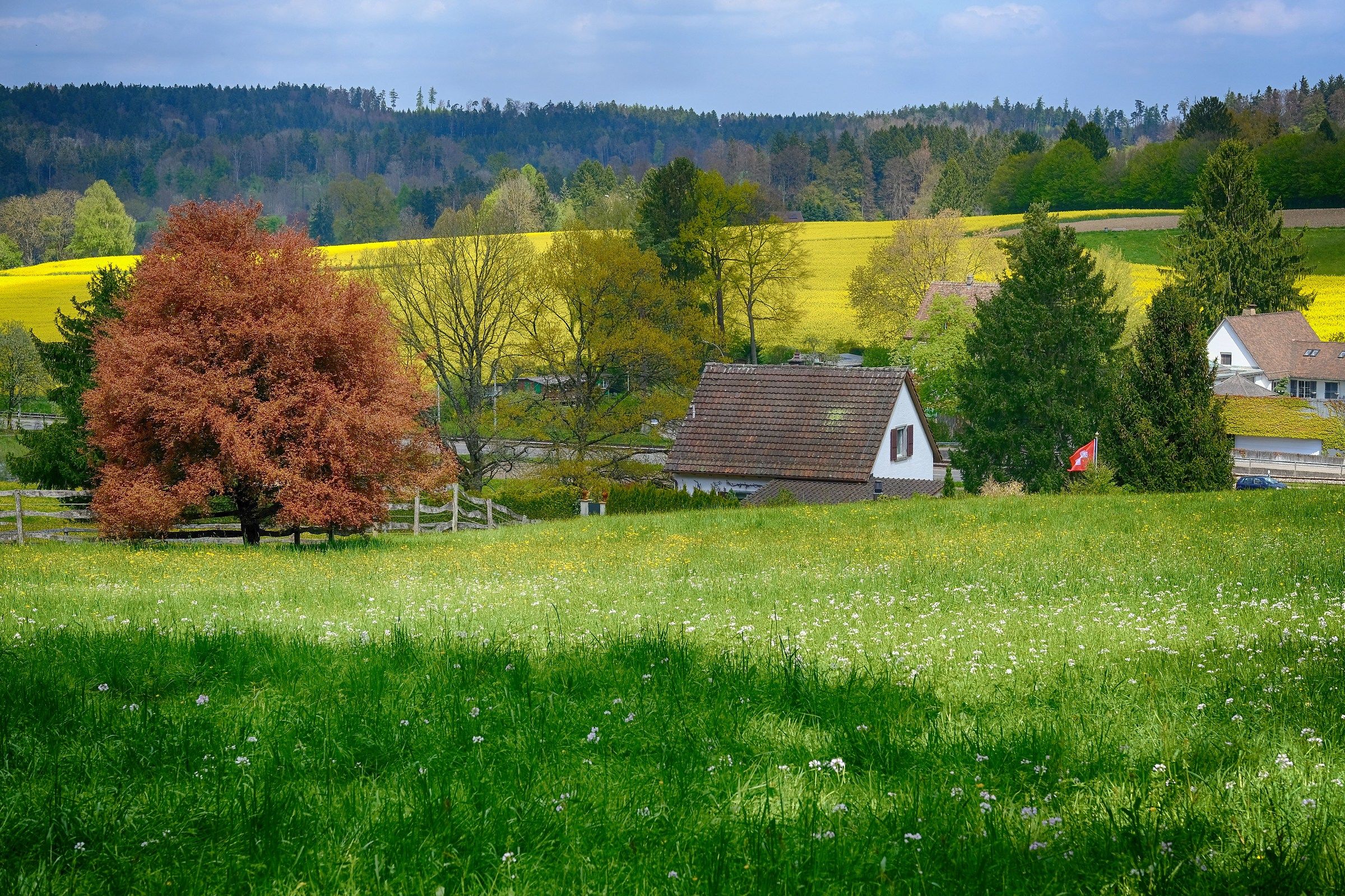 Sullo sfondo ... "un mare di rape"