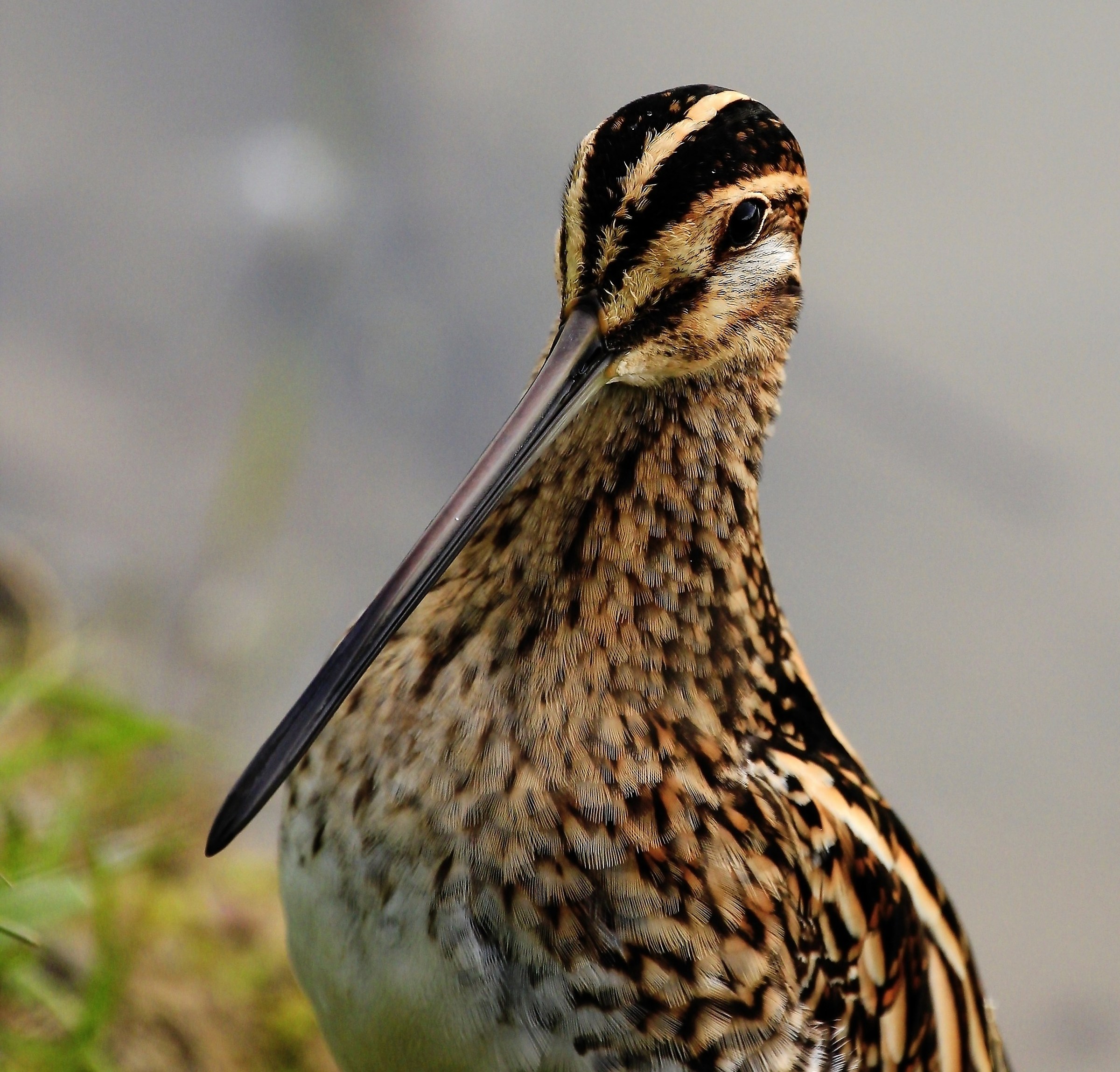 Il mio primo beccaccino