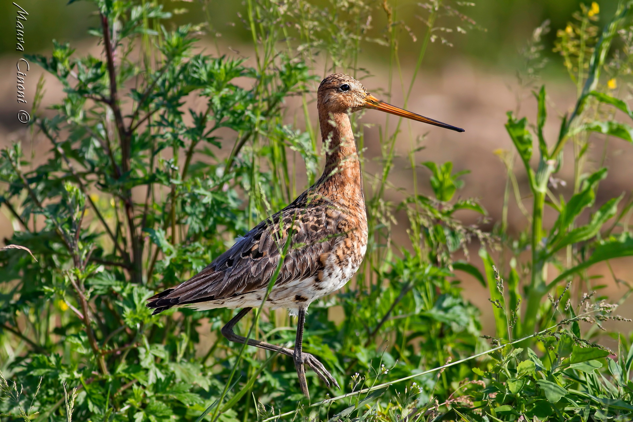 Royal Godwit