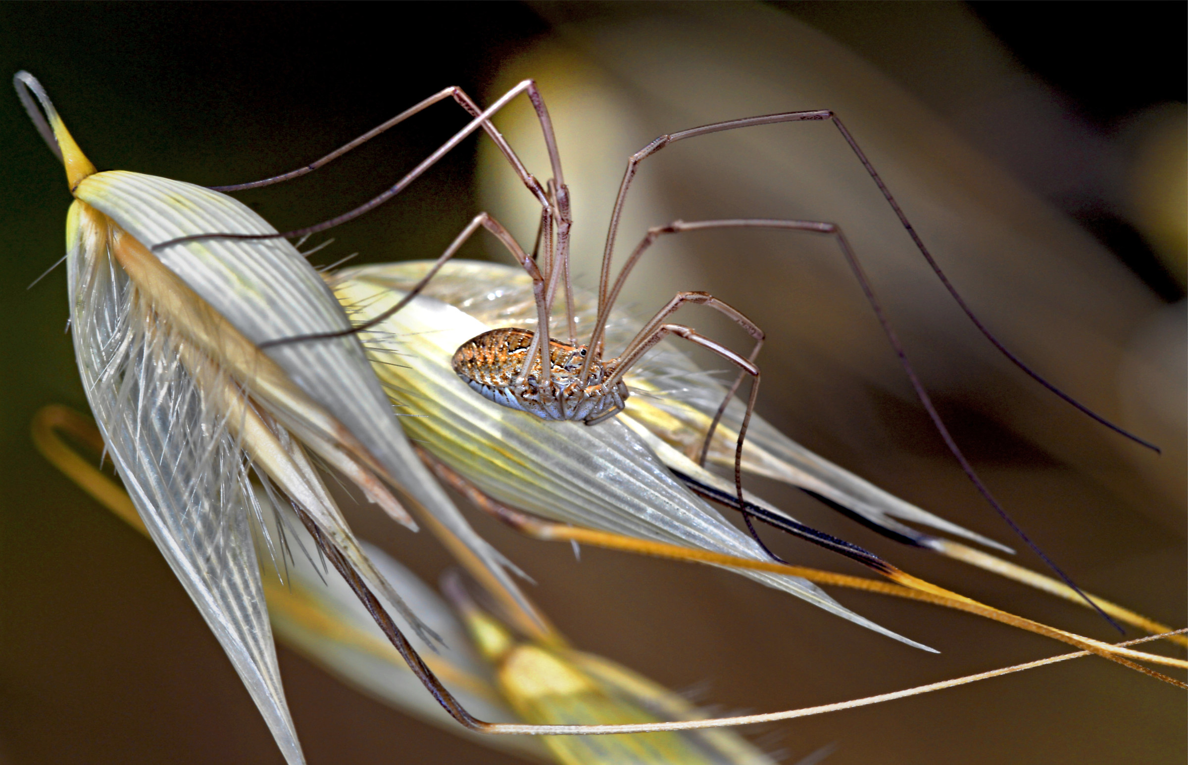 Opilione ai primi raggi del sole..