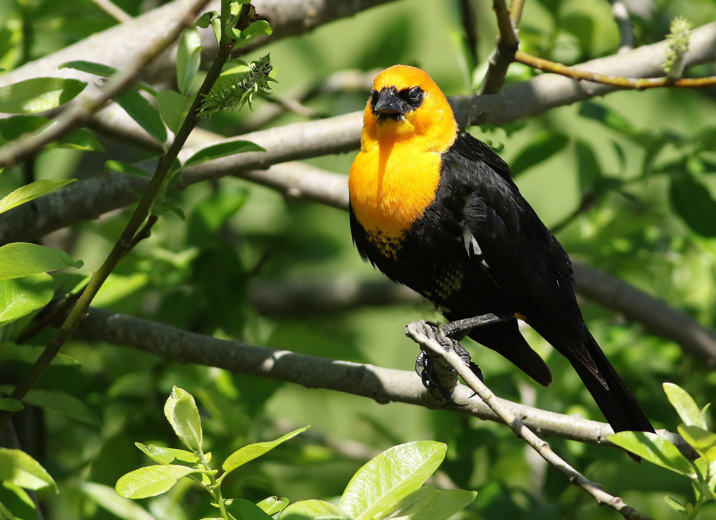 Giallo Headed Blackbird