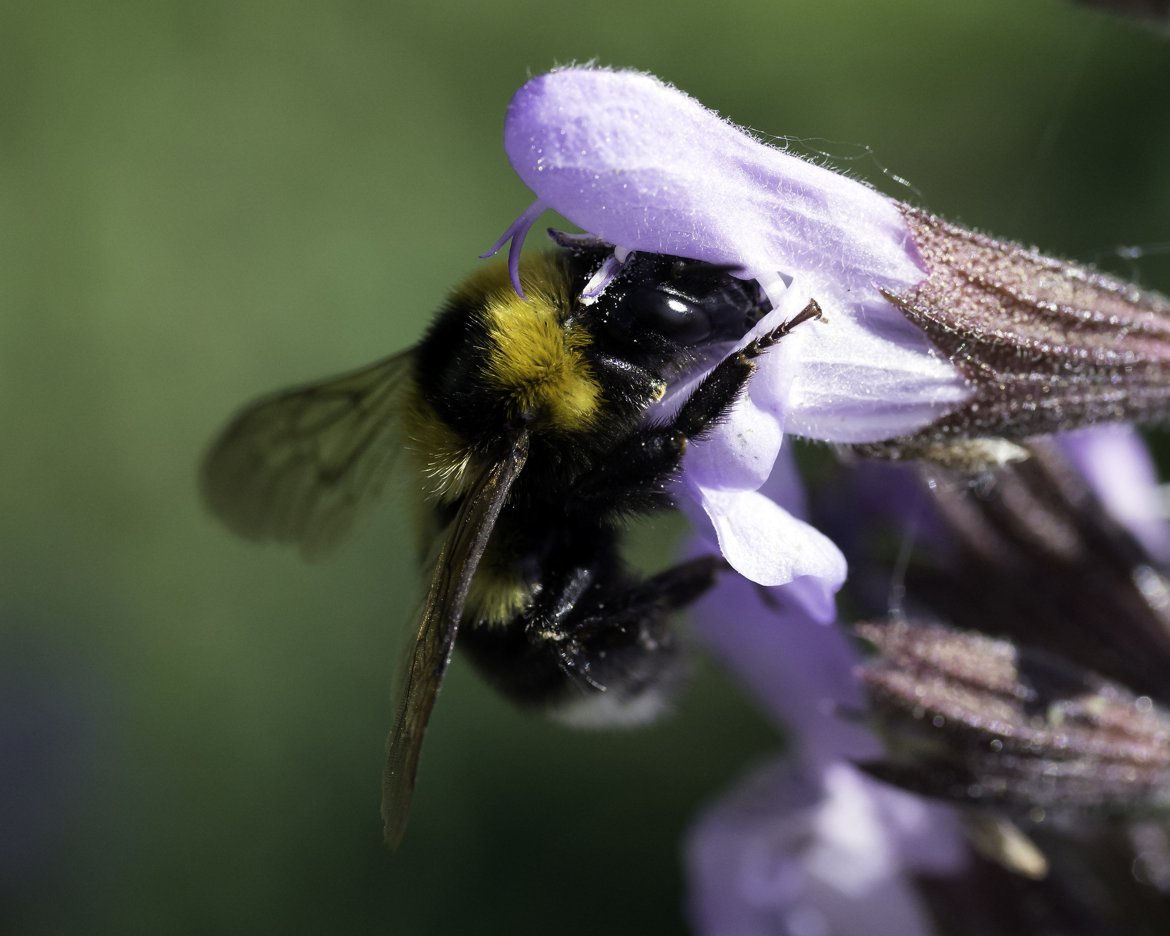 Bombo (finally one that has stood on the flower ...)