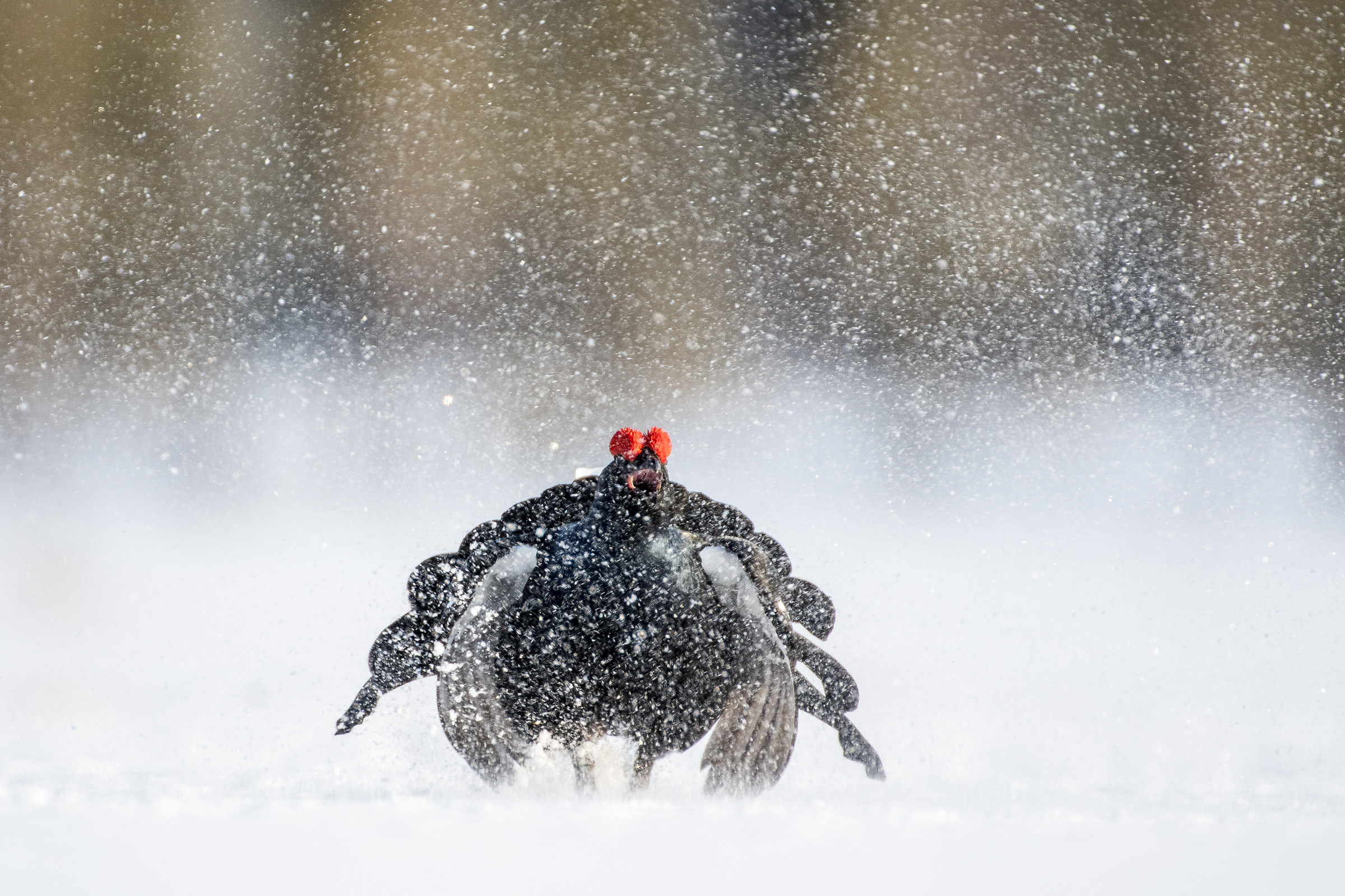 l'urlo del guerriero