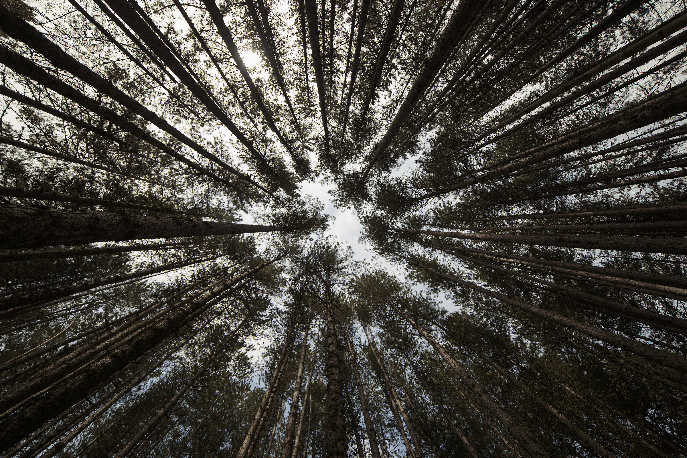 I giganti della Sila